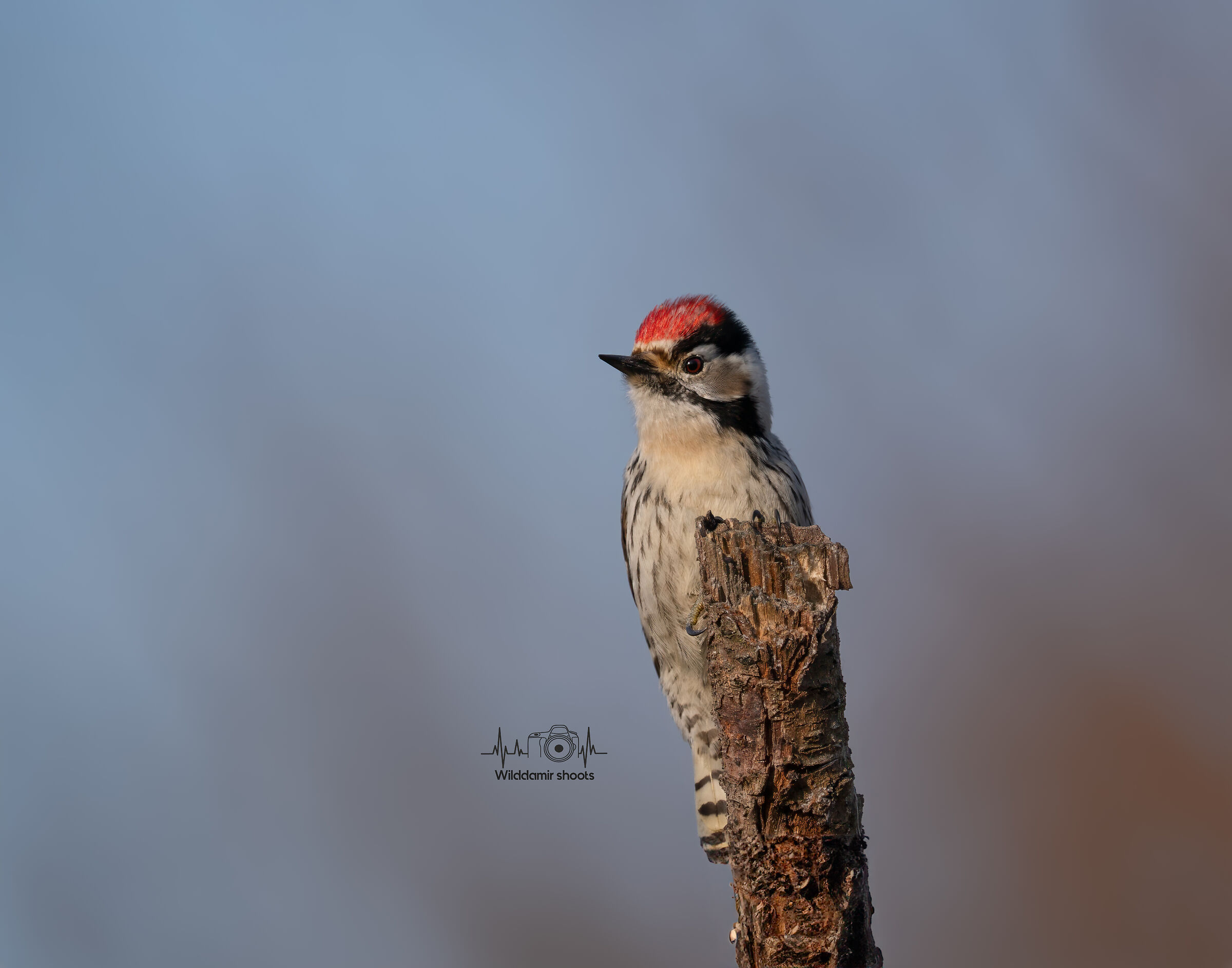 Lesser Spotted Woodpecker