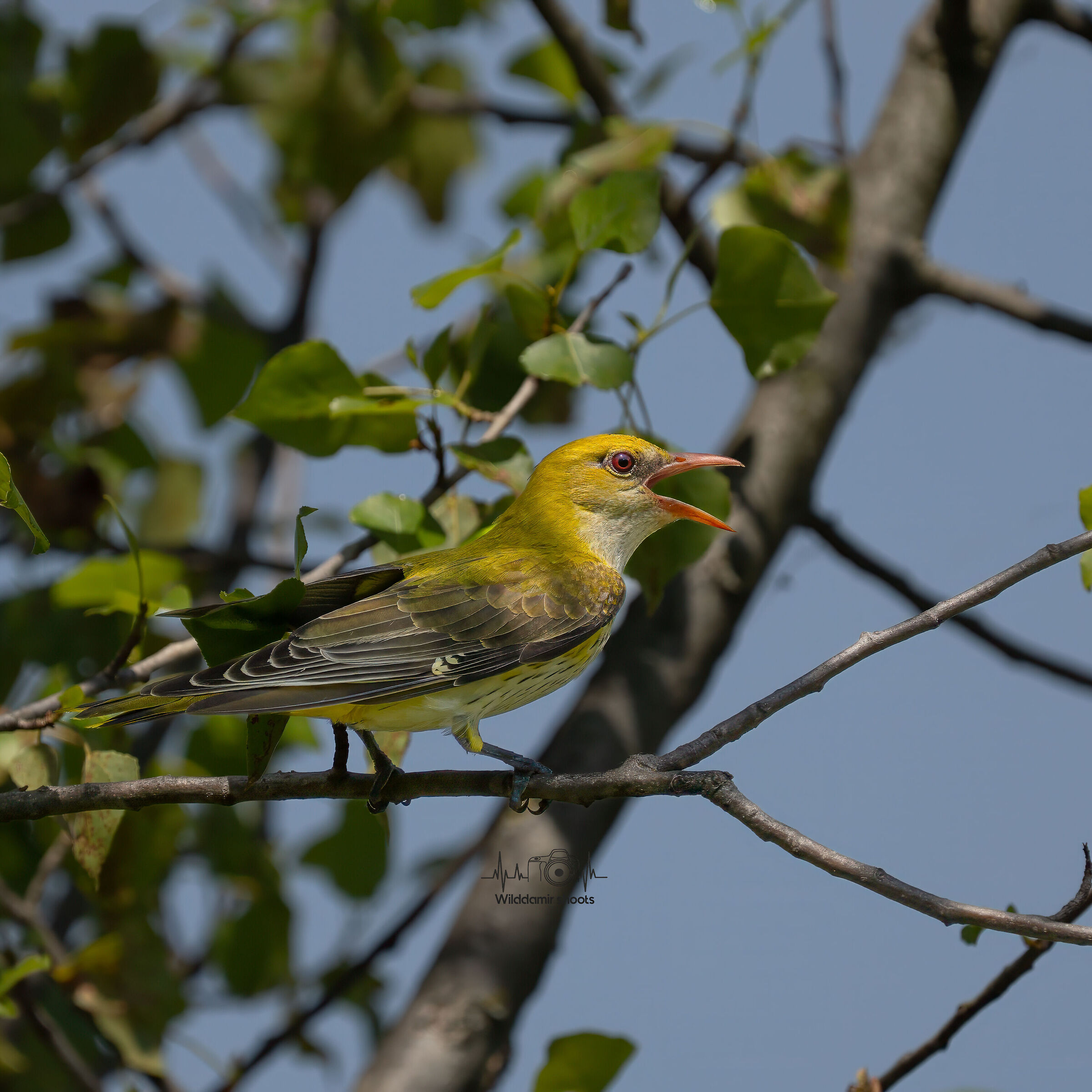 Female oriole