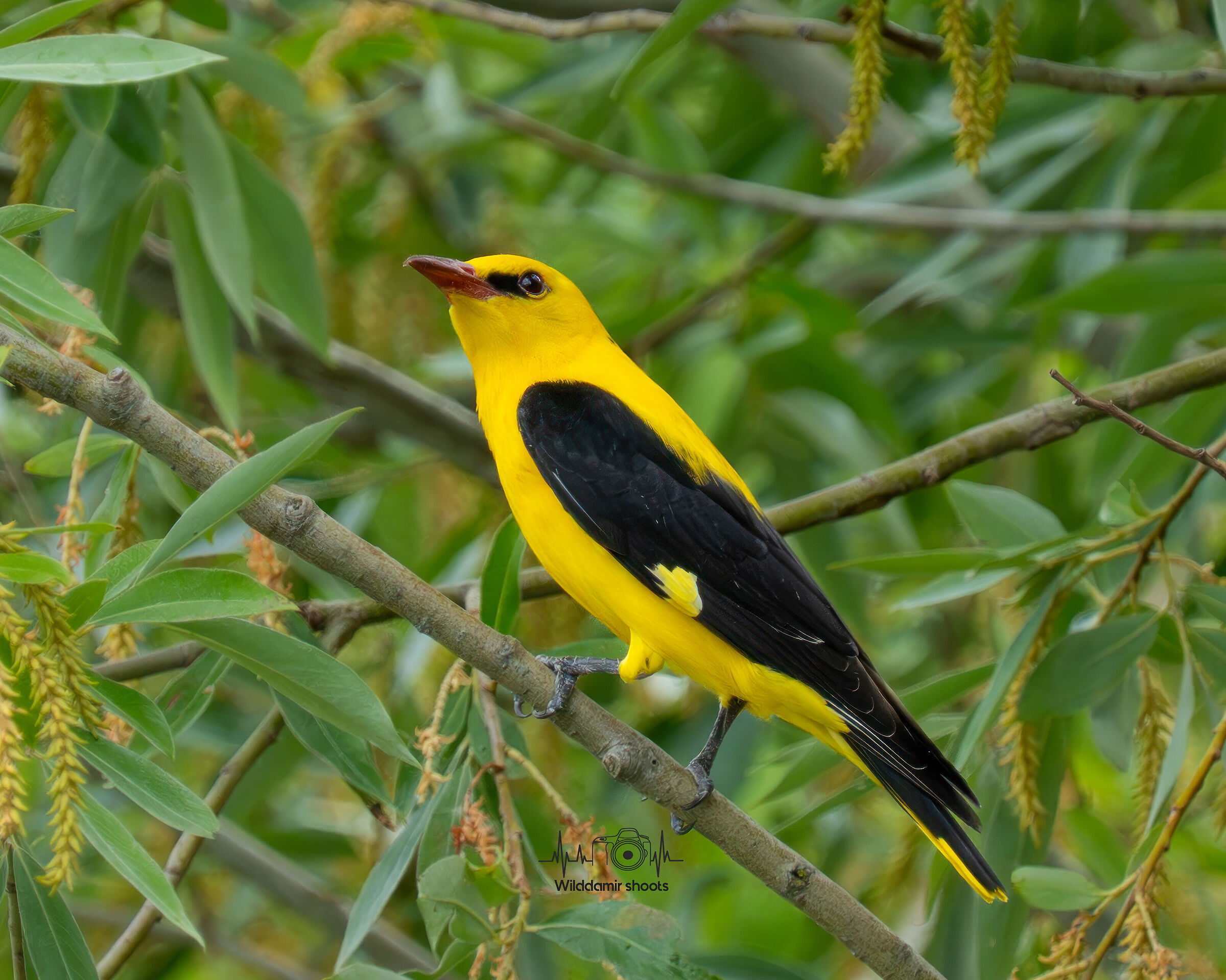 Male oriole