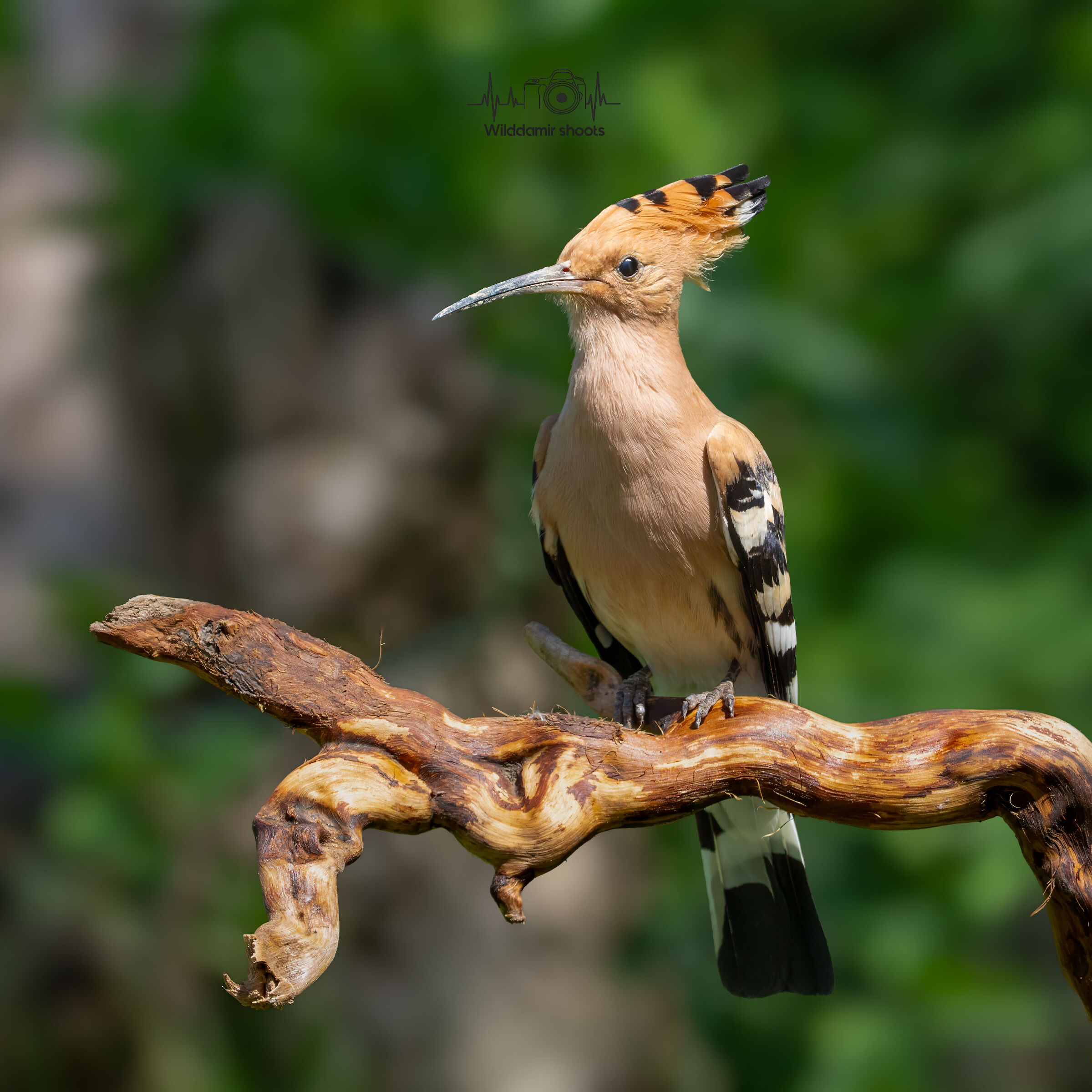 Hoopoe