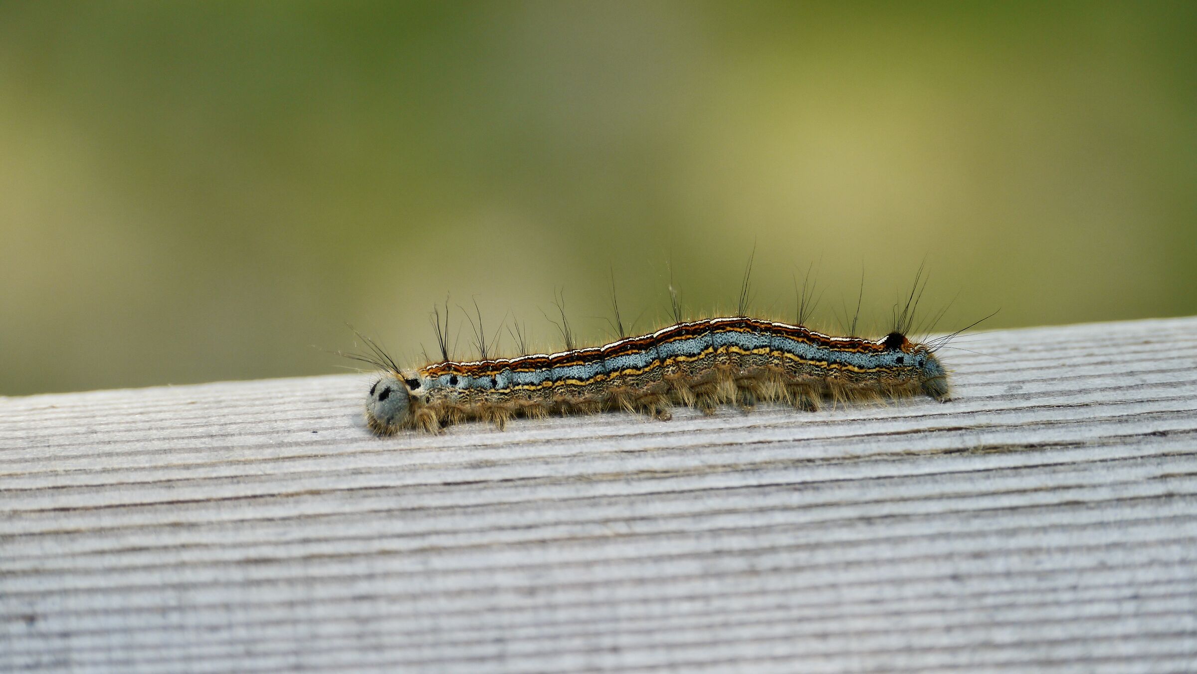 Caterpillar