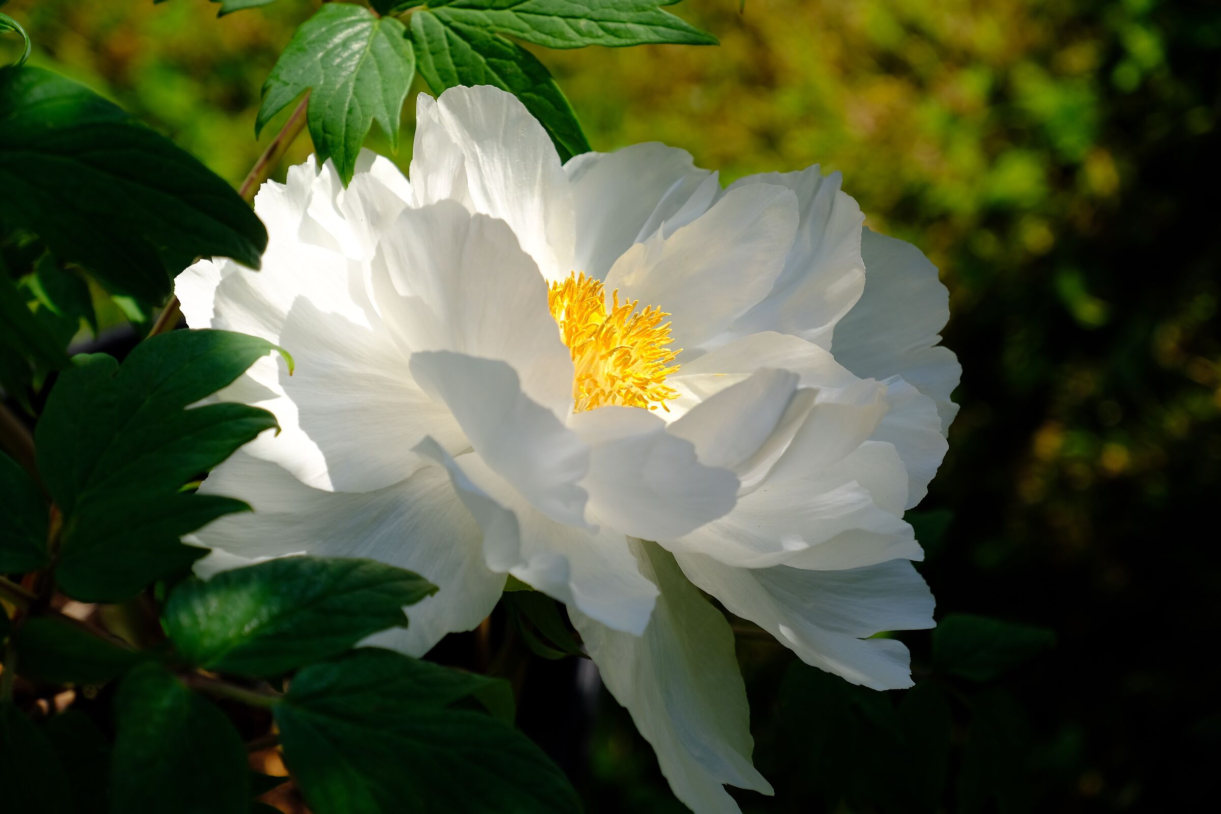 Peony
