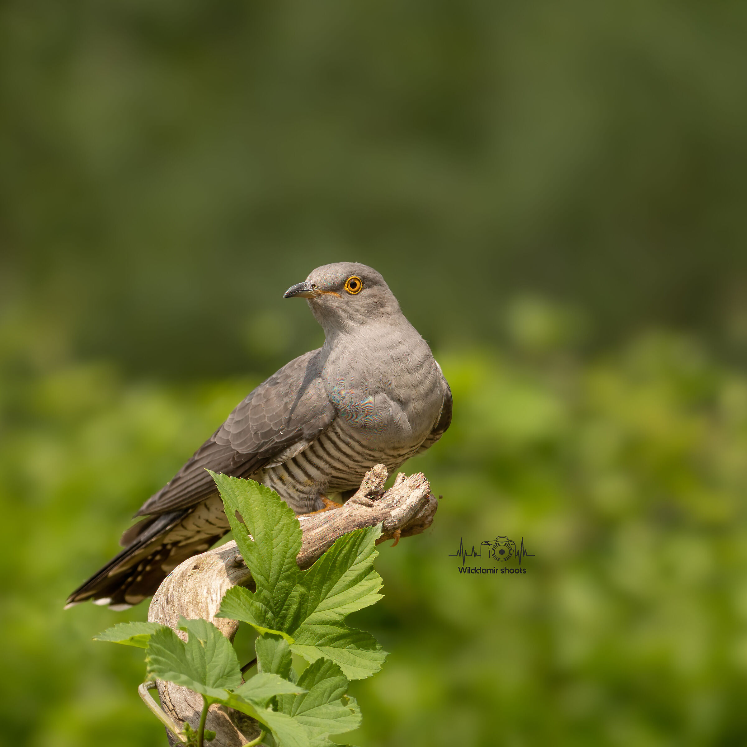 Cuckoo