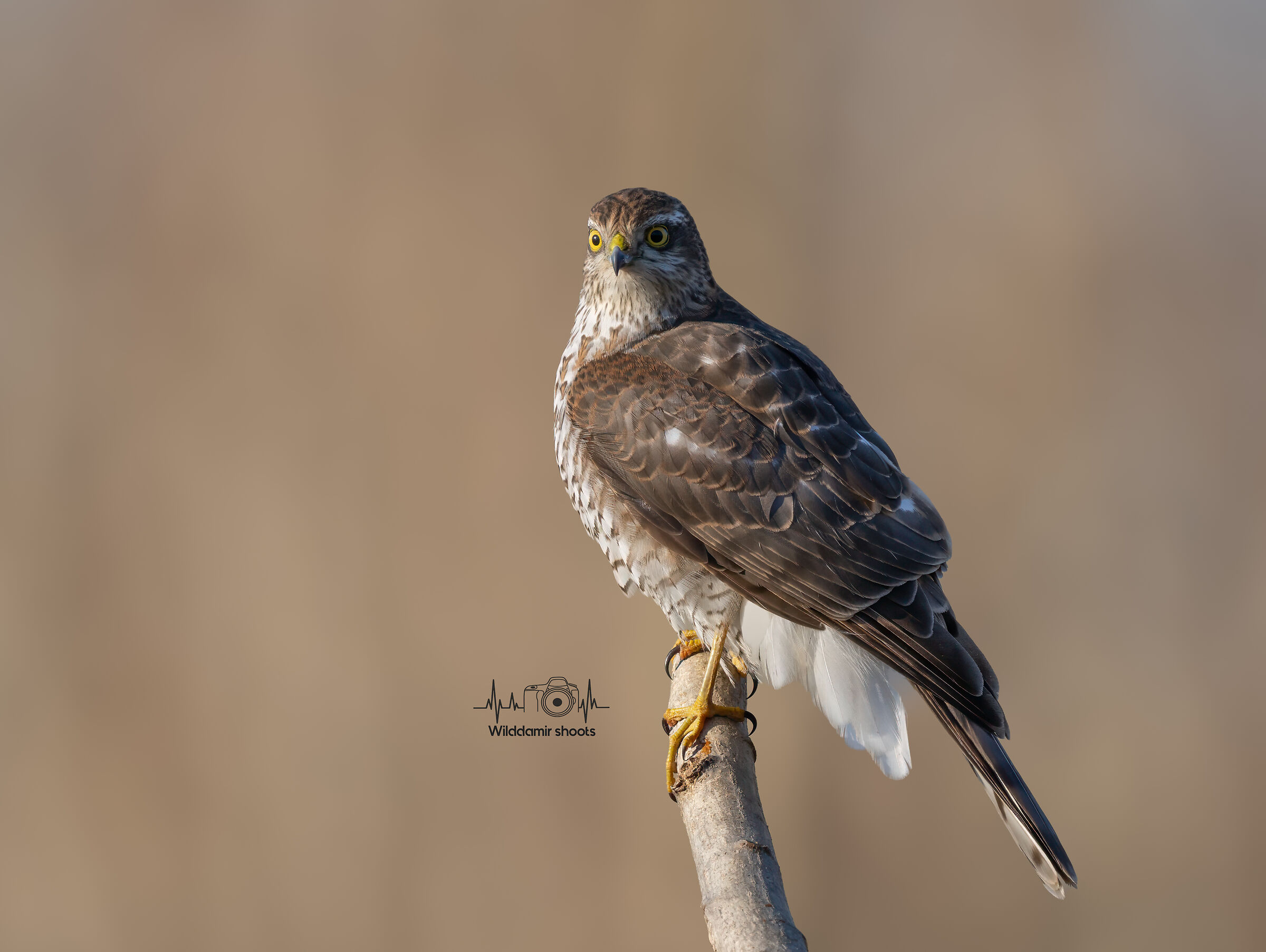 Sparrowhawk