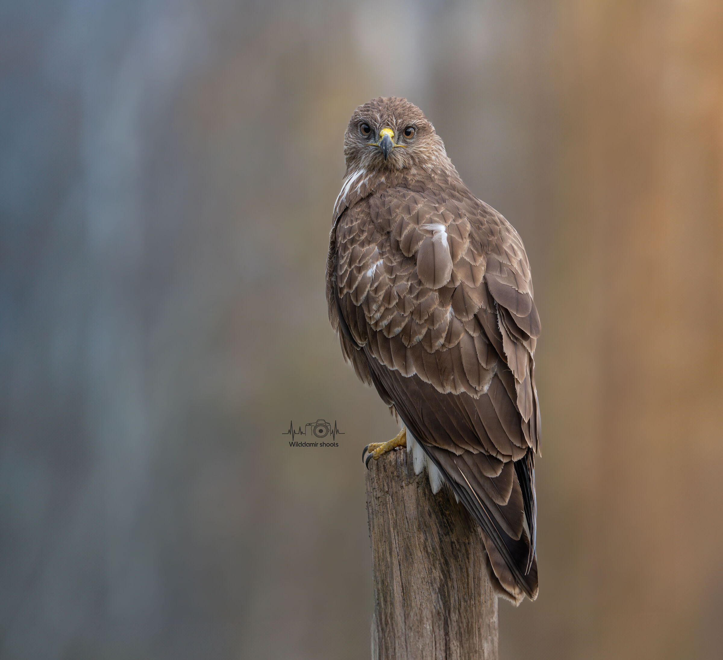 Buzzard