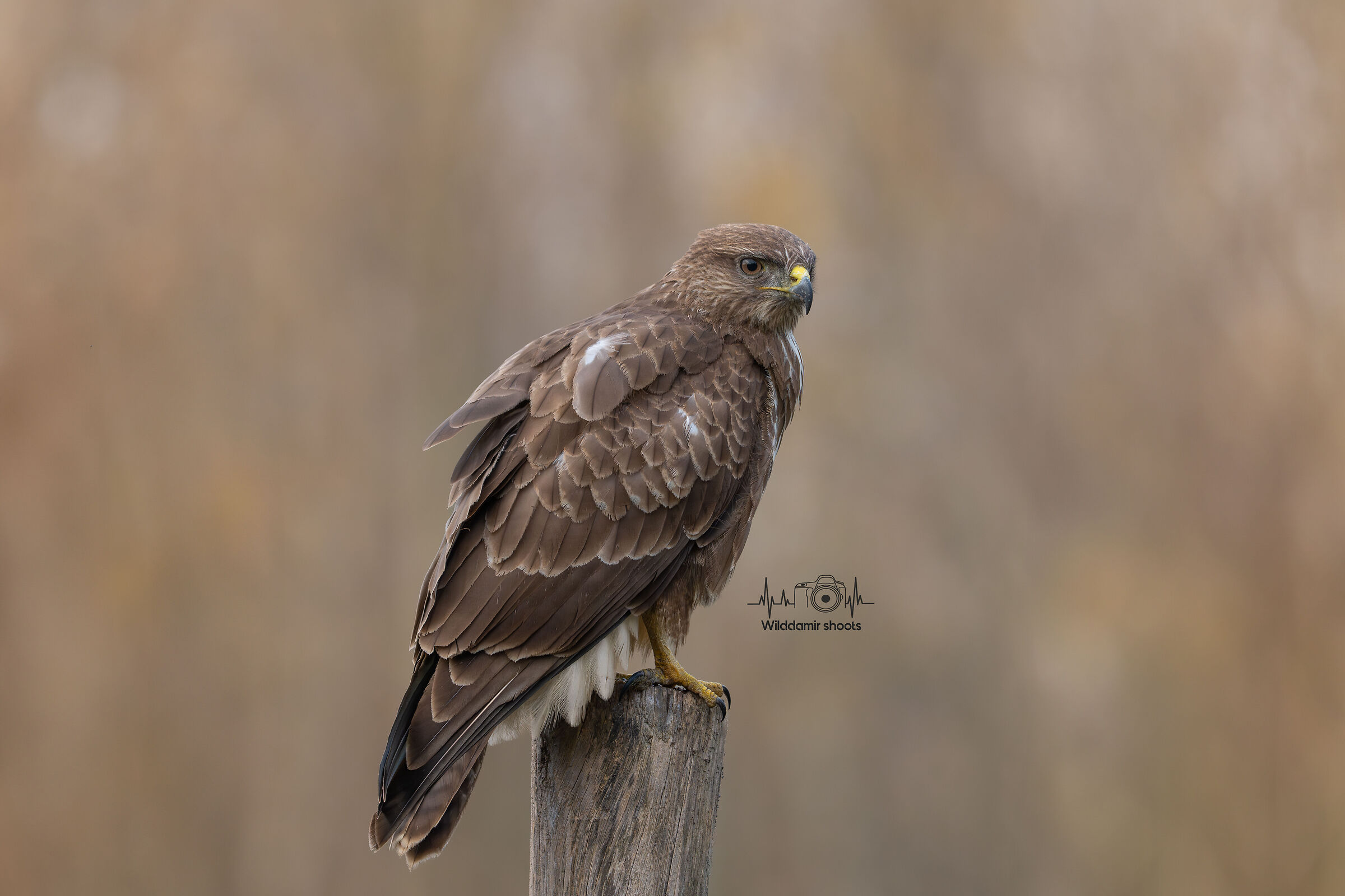 Buzzard in winter