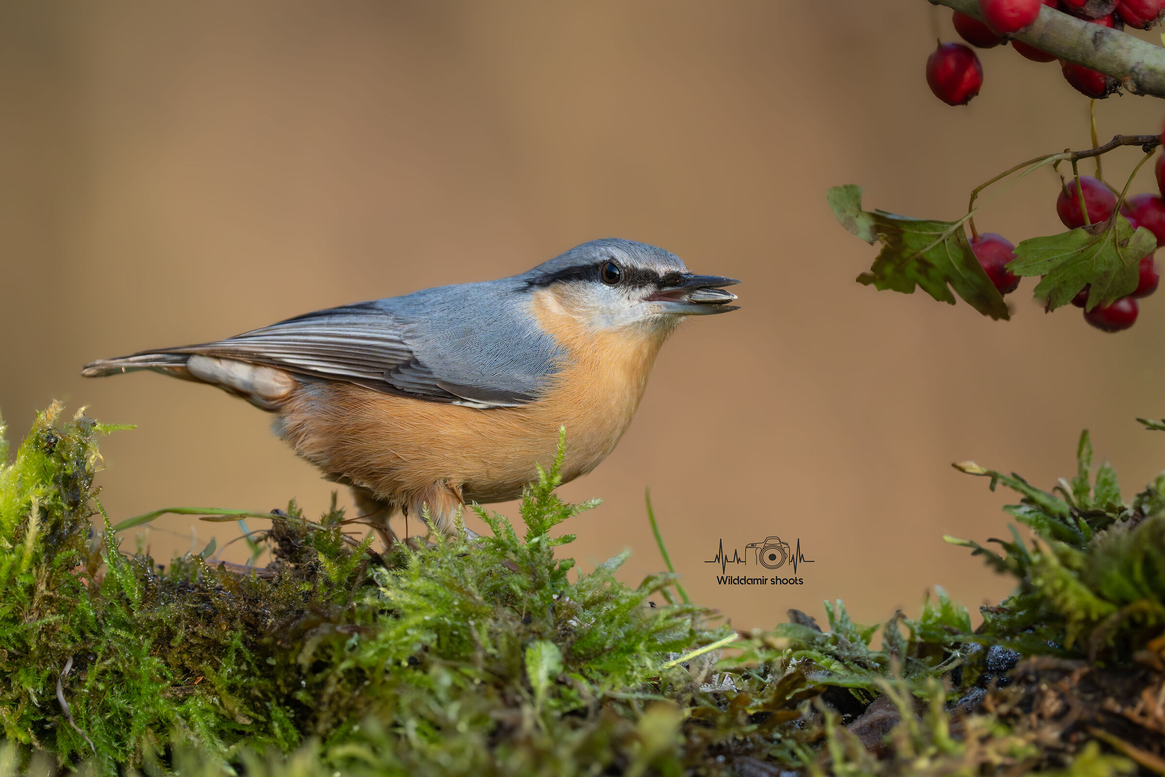 Wood nuthatch