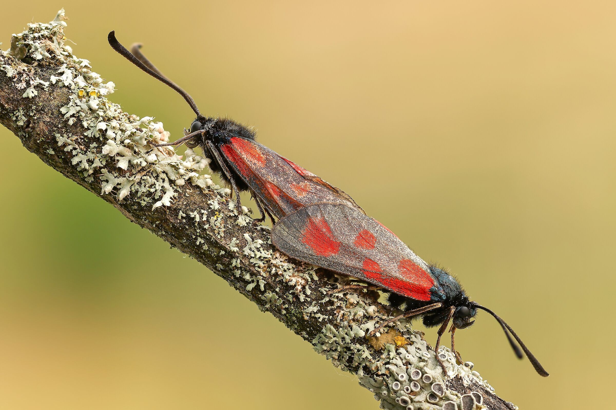 Zygaena loti