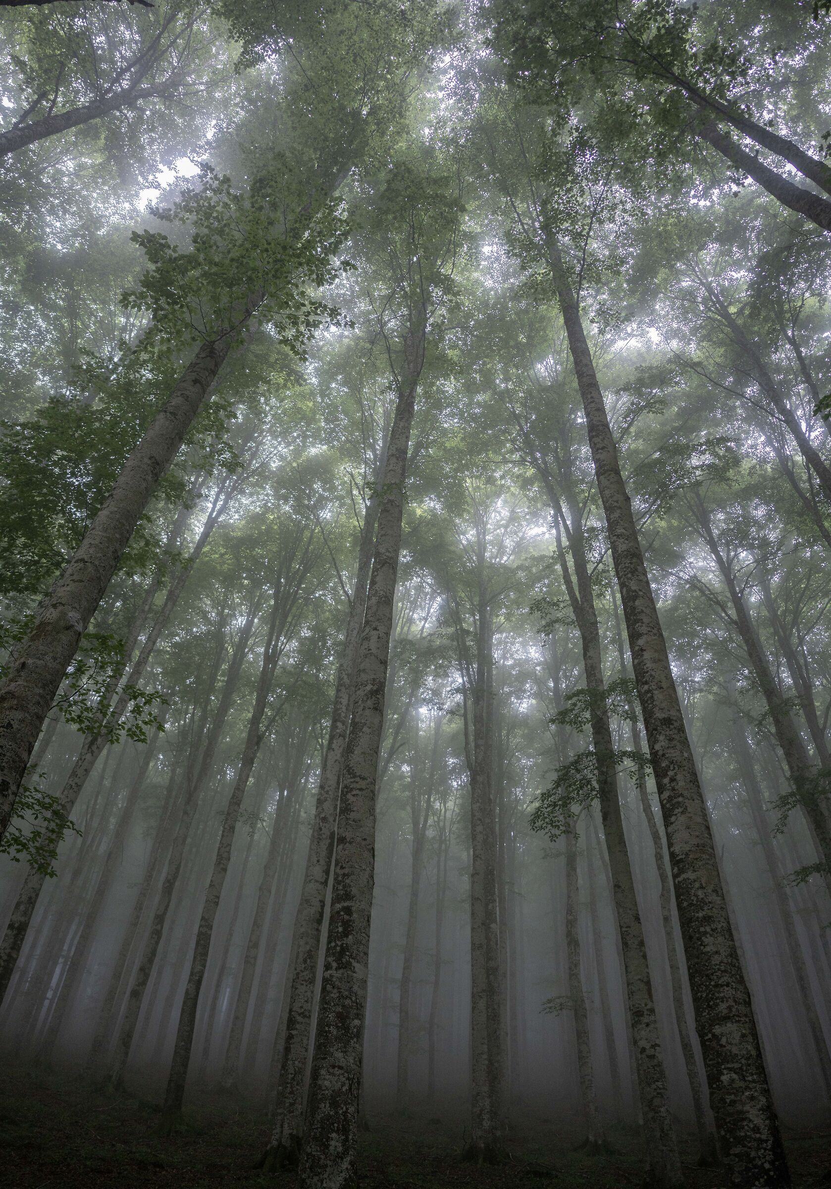 Clouds in the beech forest.