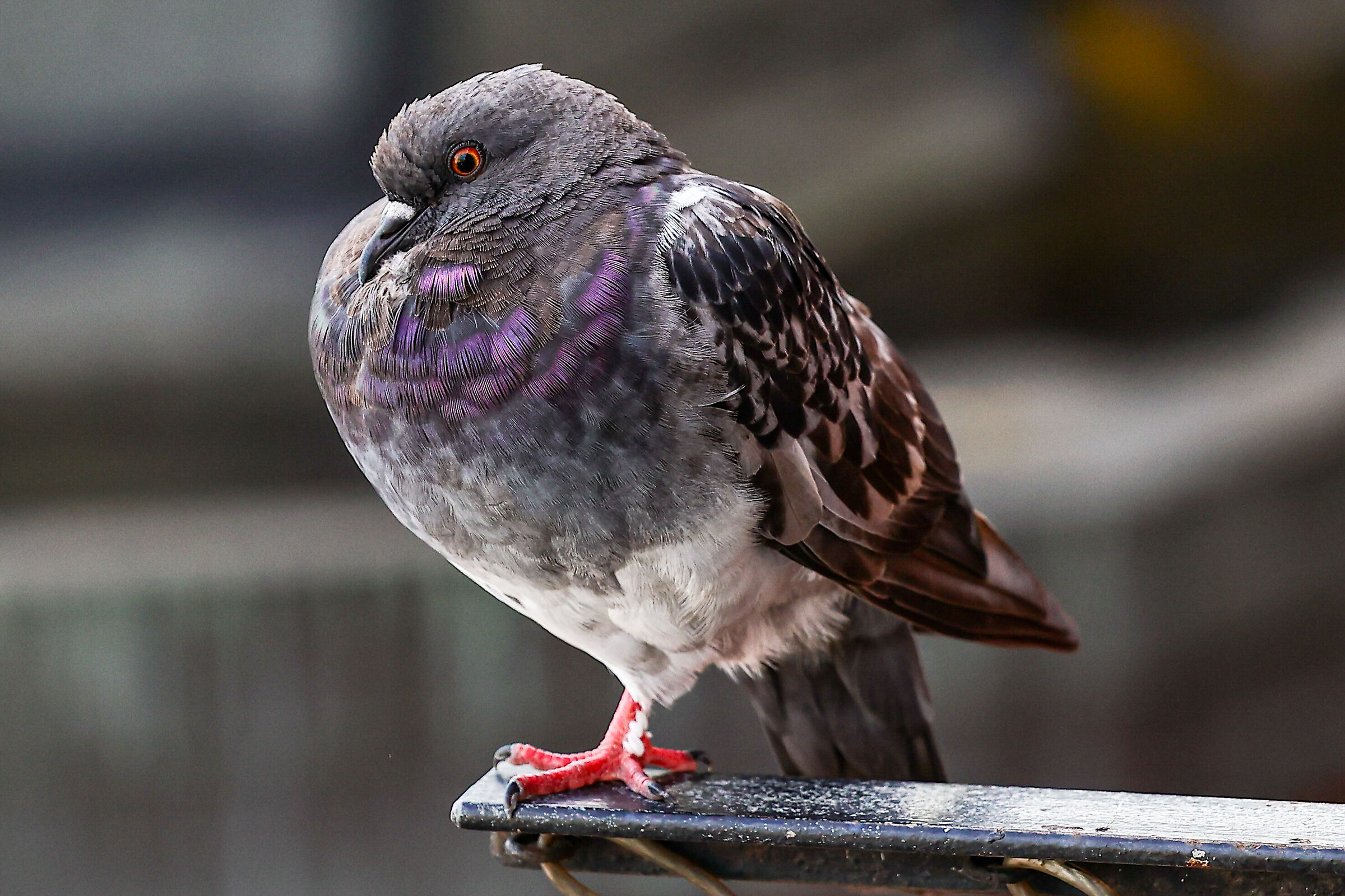 Canon R6 Test #1