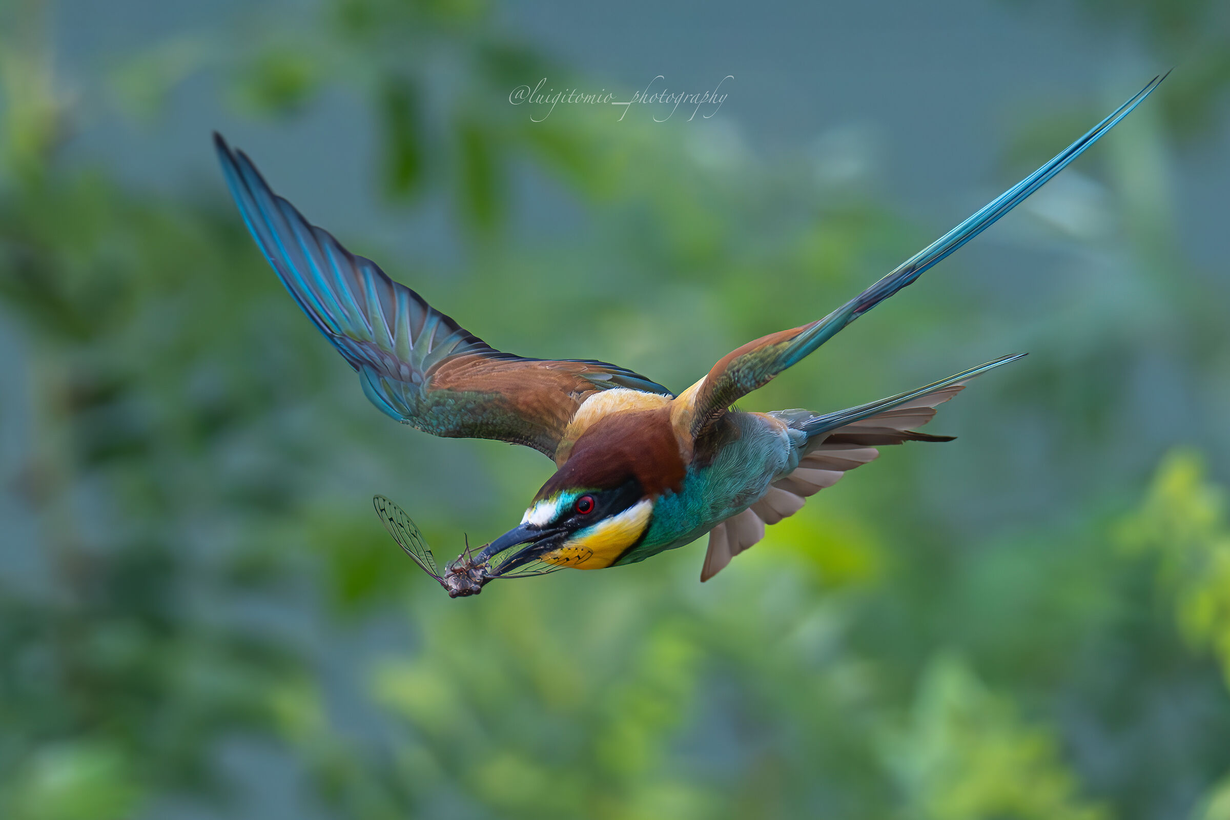 The bee-eater and the cicada.