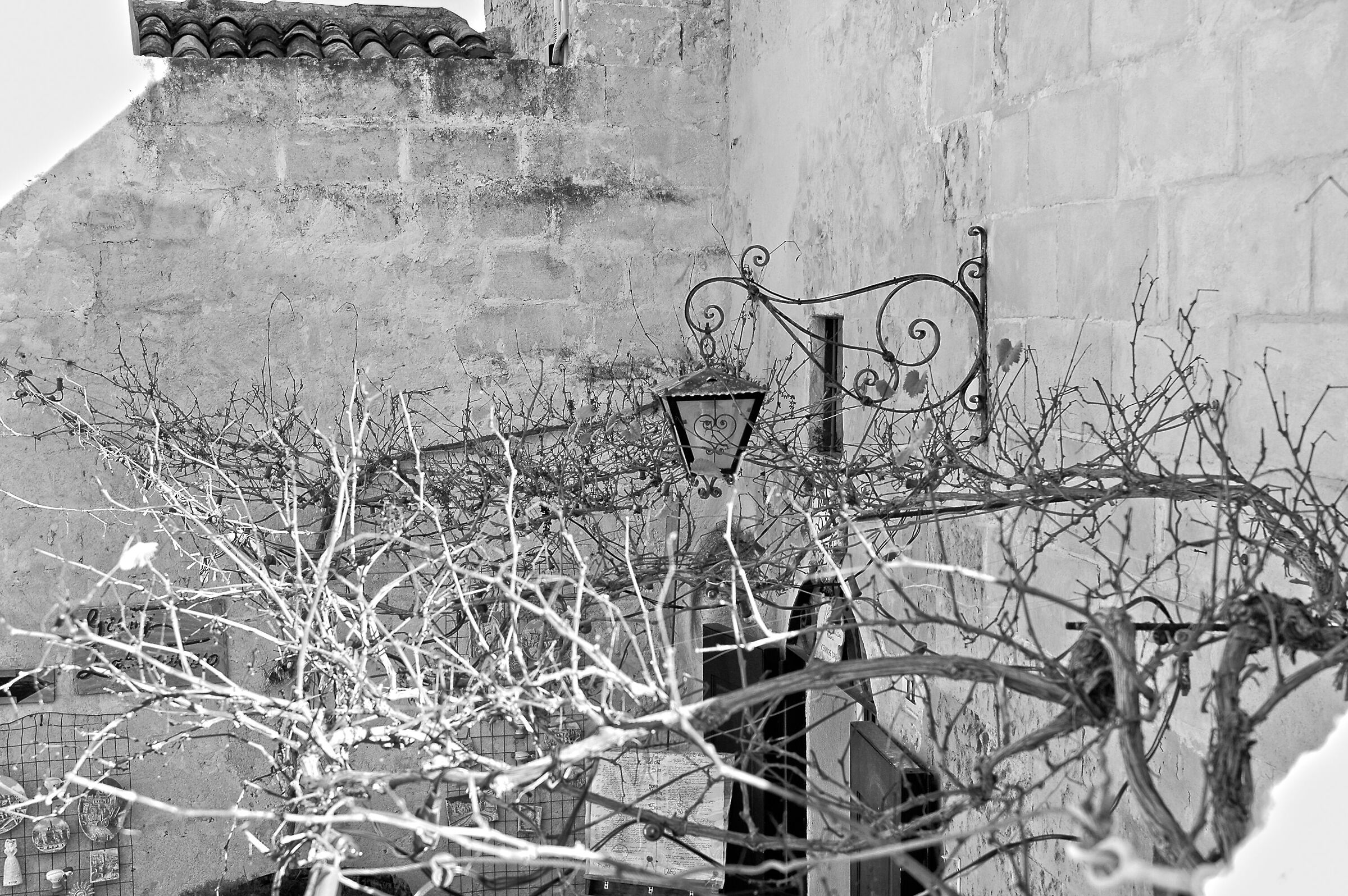 Urban vineyard