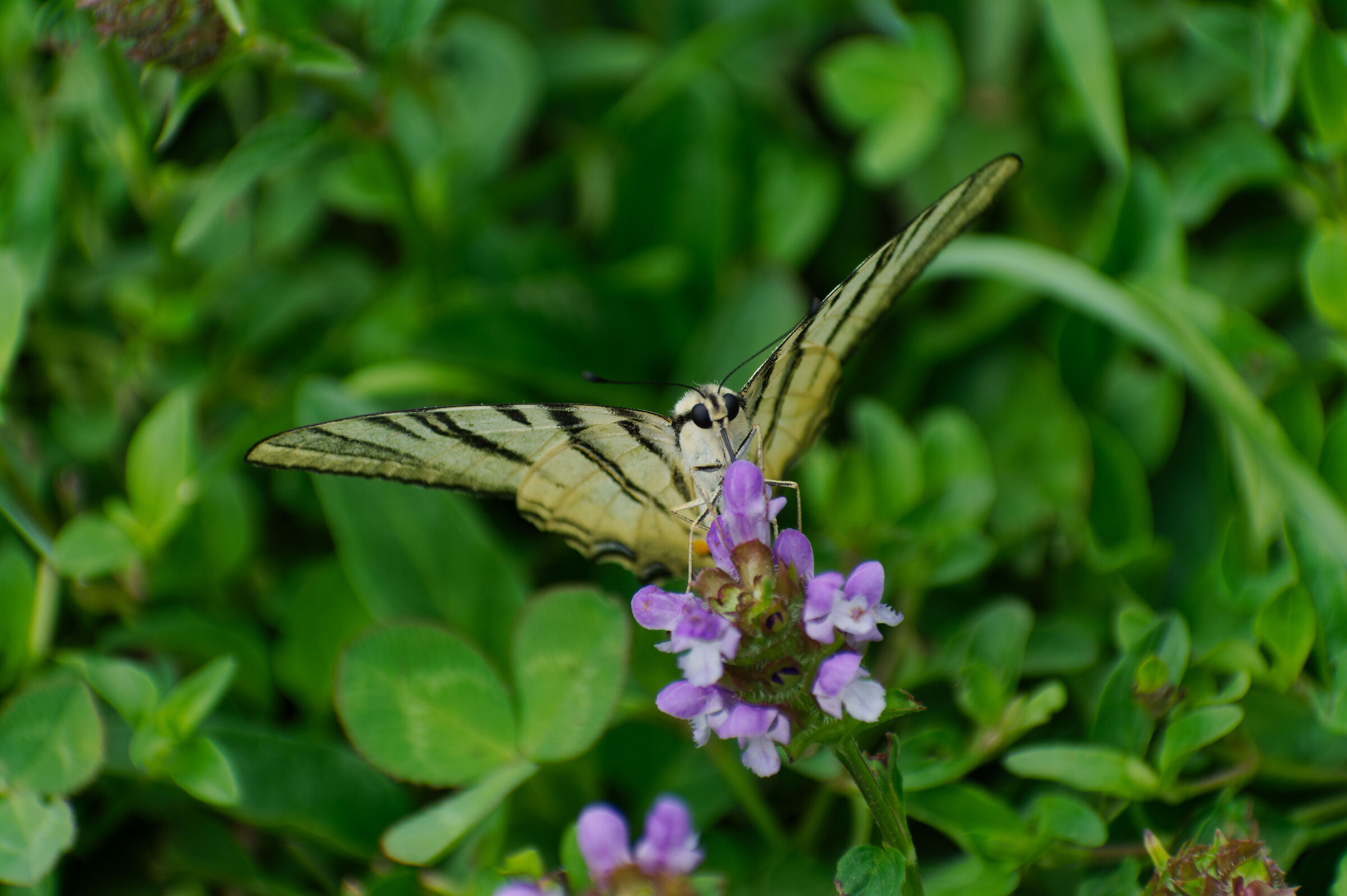 Swallowtail. Forehead. 13/07/25.