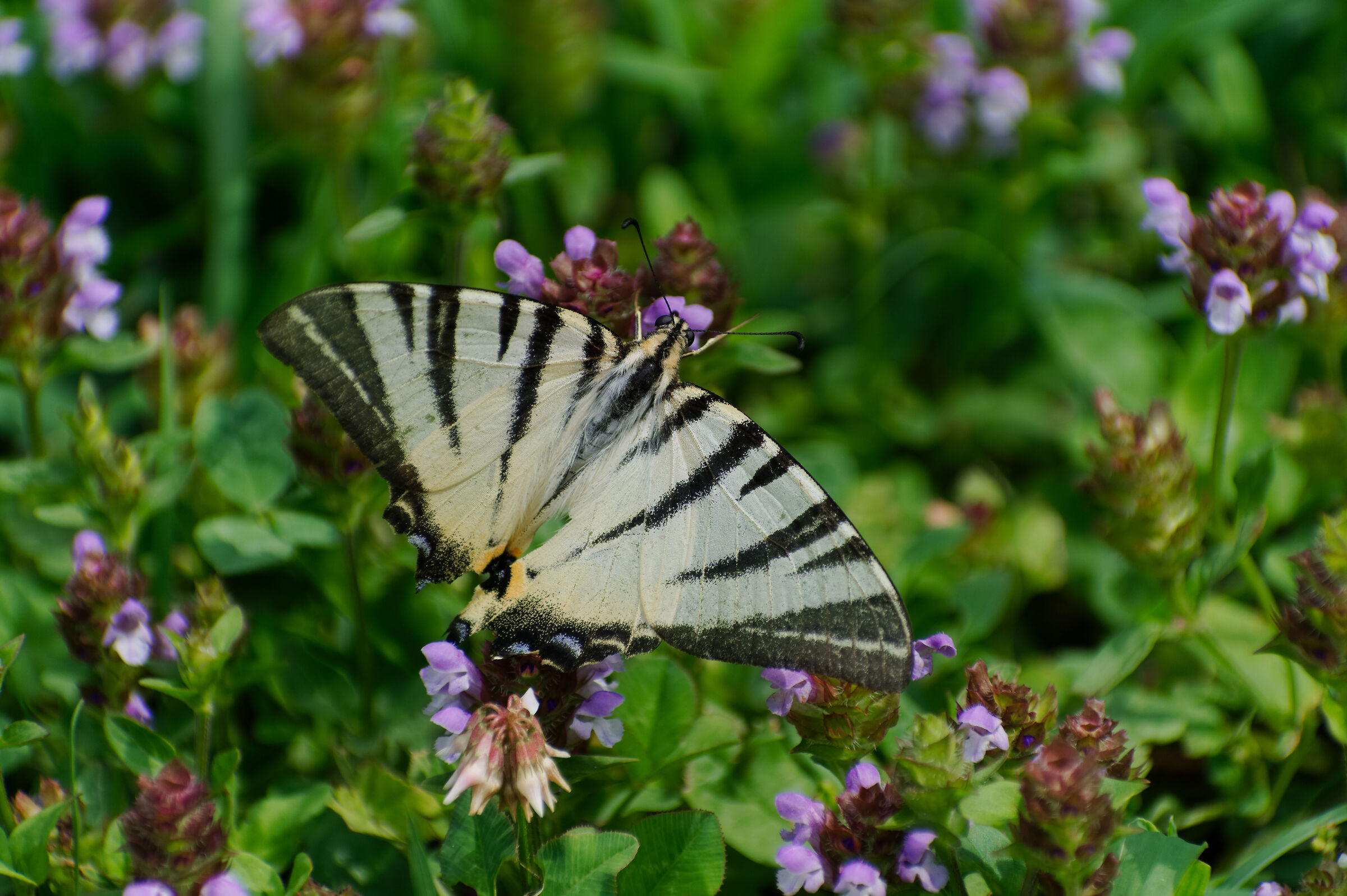 Podalirio. Retro. 13/07/25.