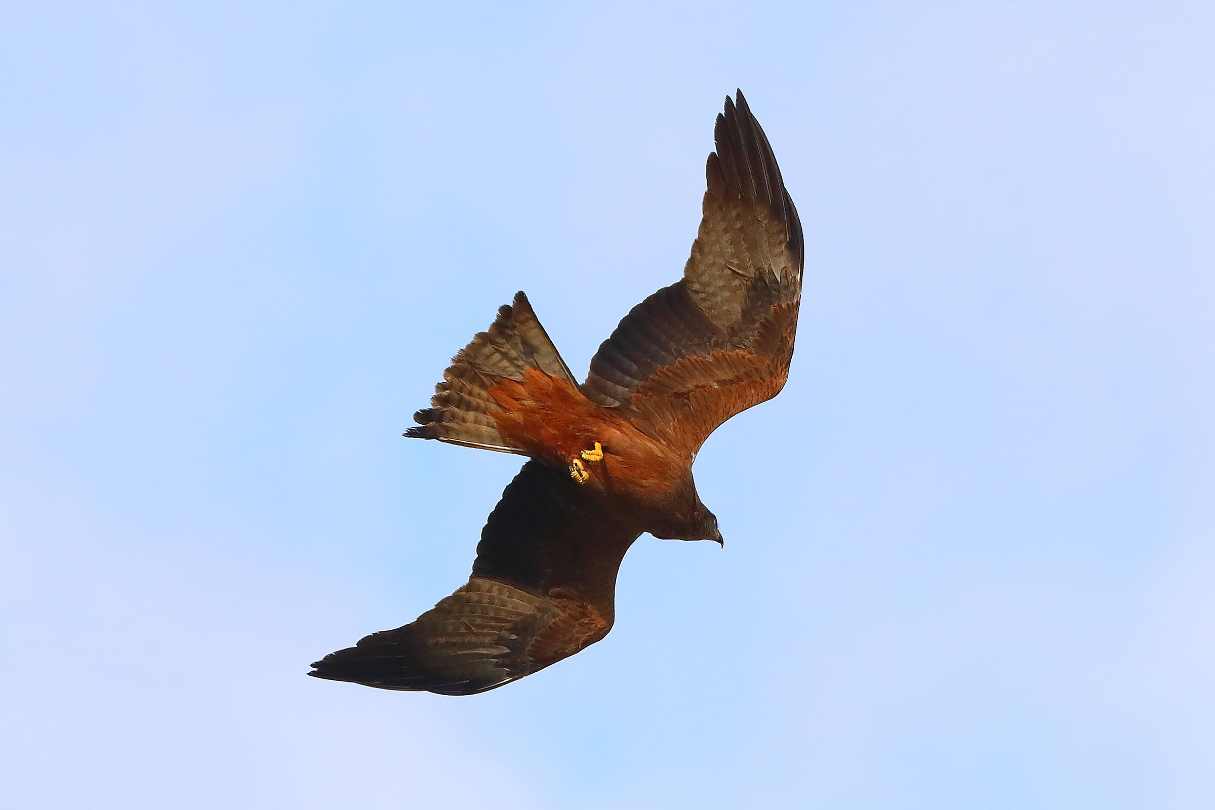 Nibbio bruno 29 marzo 2025 - 0169