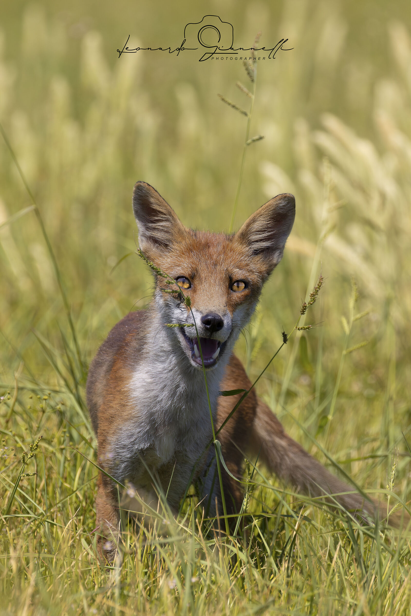 Red Fox (Vulpes vulpes)