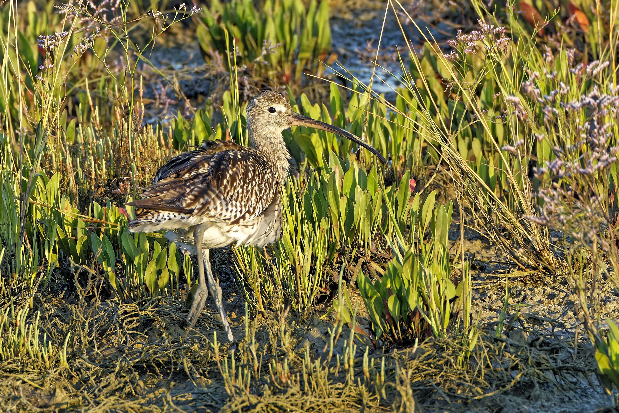 Curlew