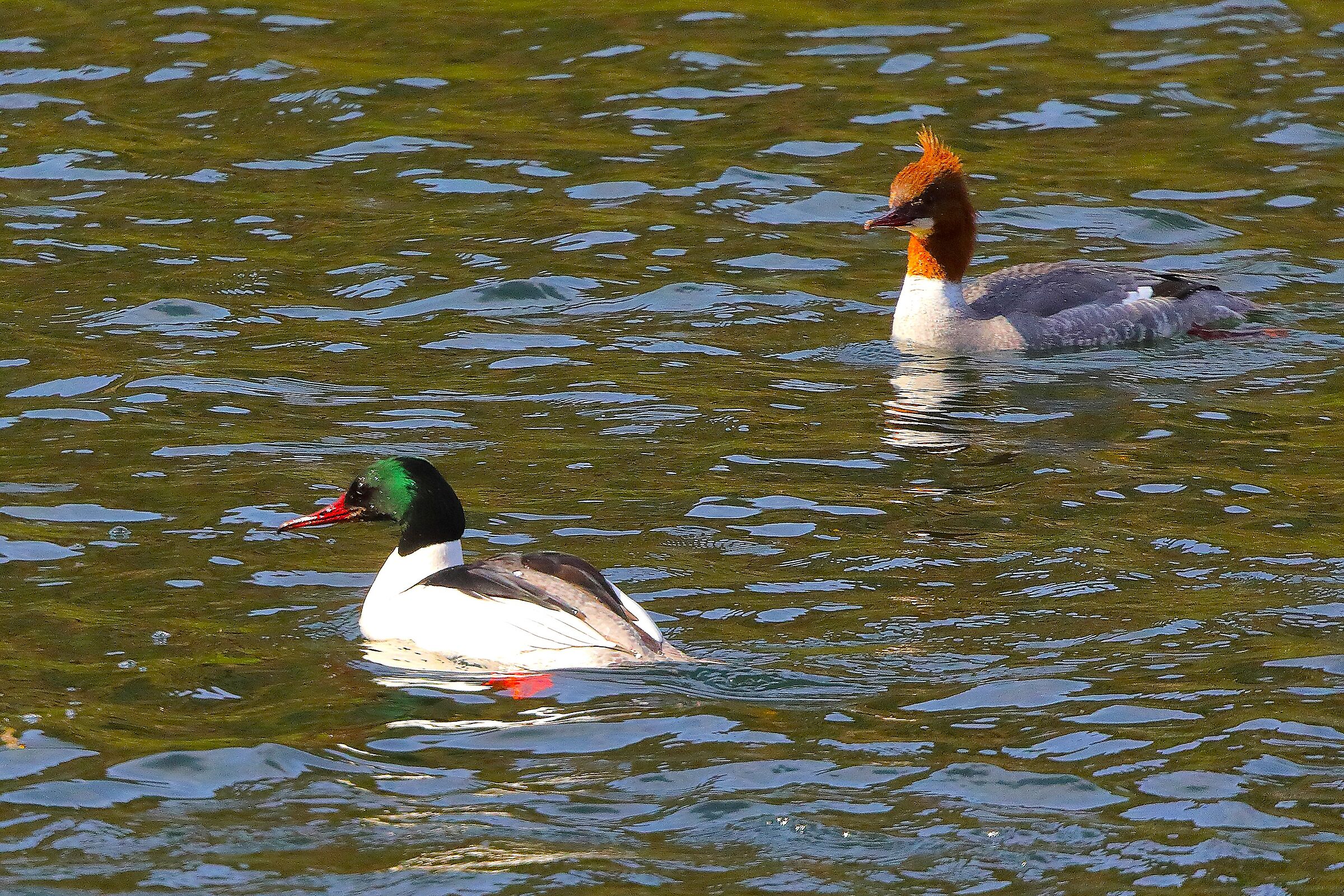 Smerghi 27 marzo 2025 - 0065