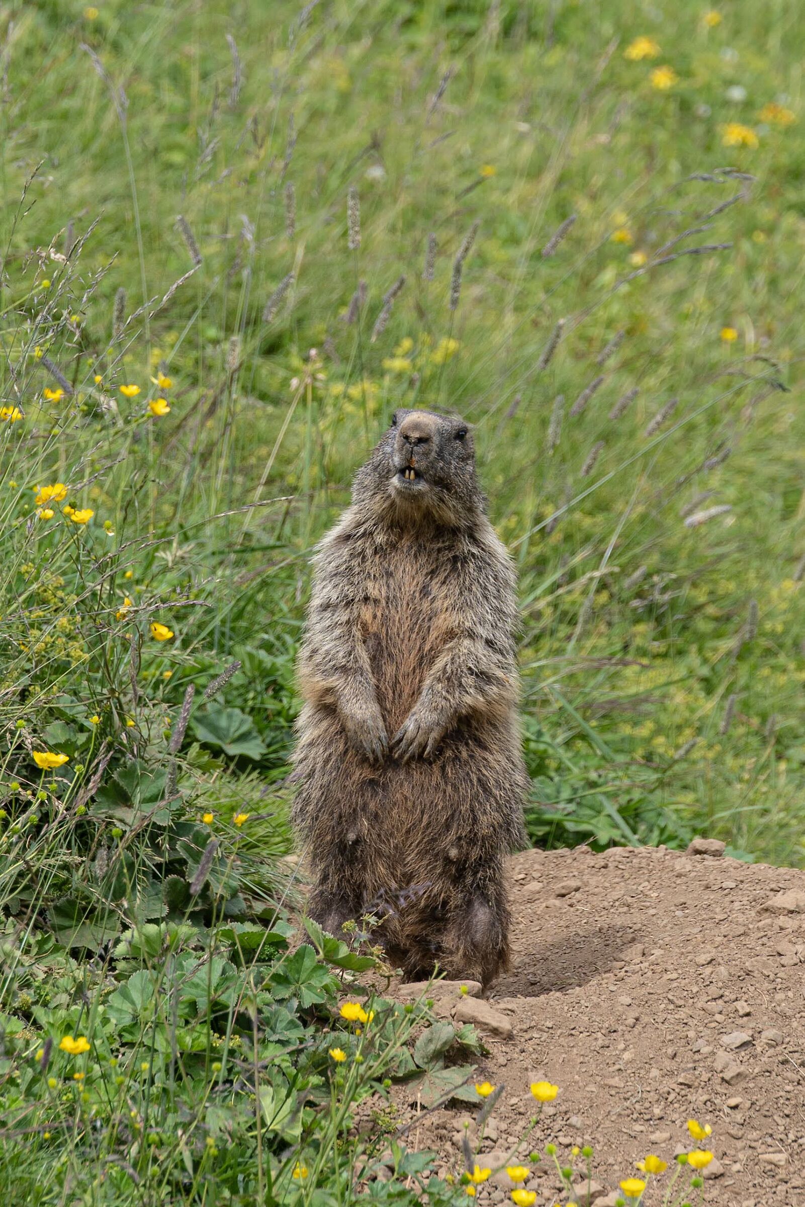 Close Encounters, Engstlenalp, Switzerland