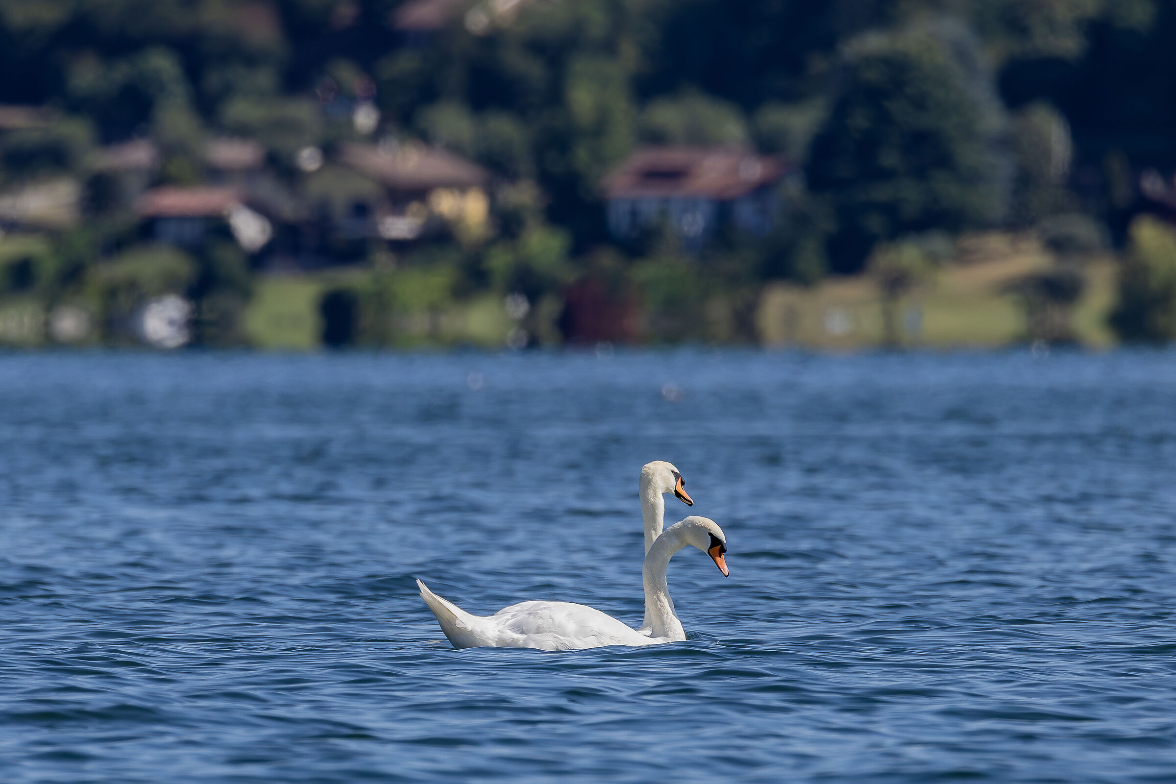 Il Mostro a due teste di Viverone...