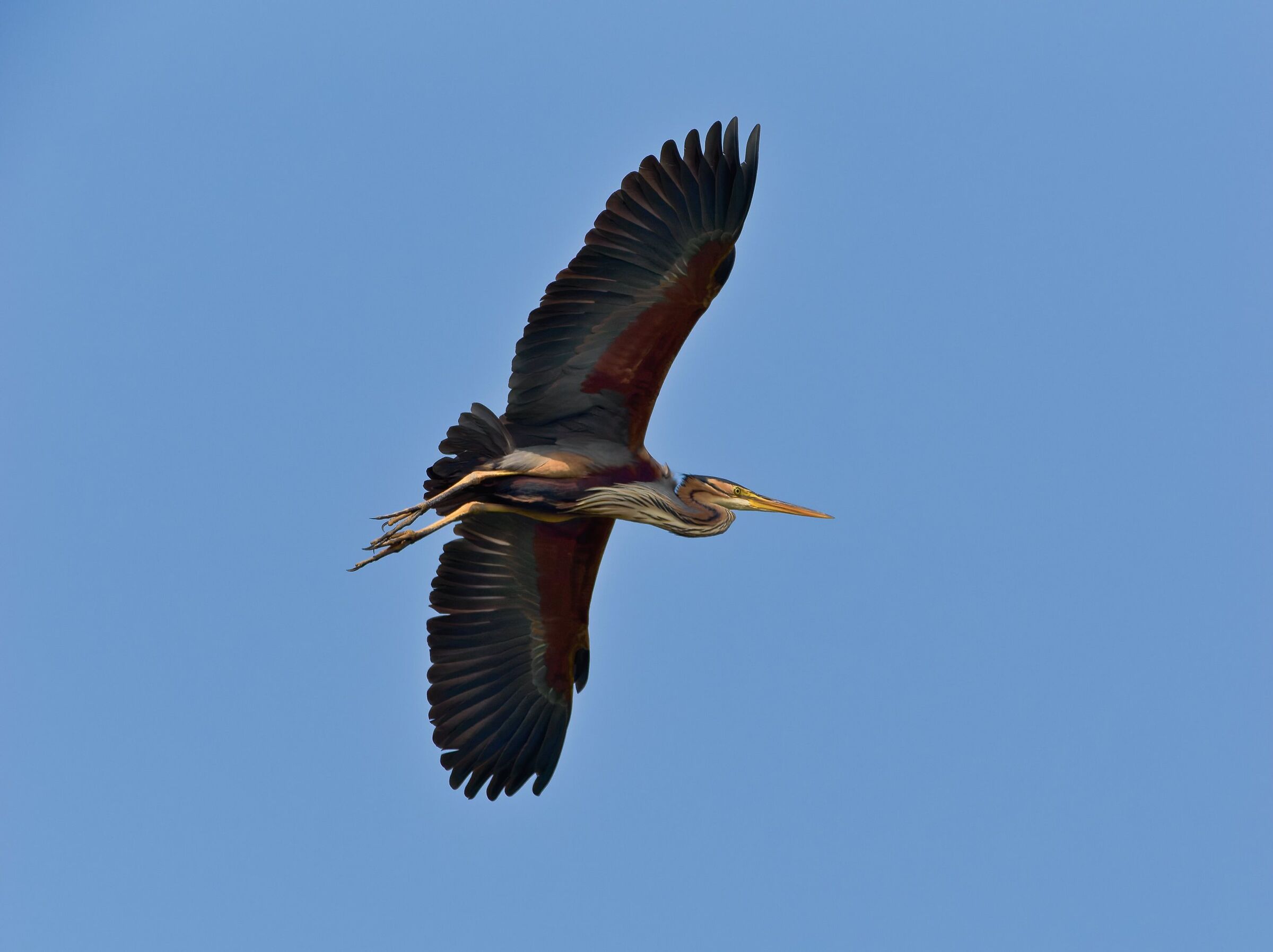 Purple heron