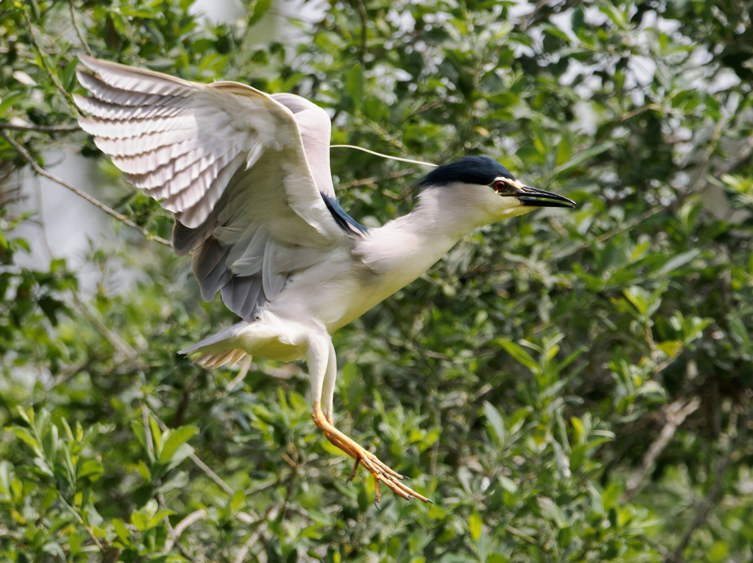 Night Heron