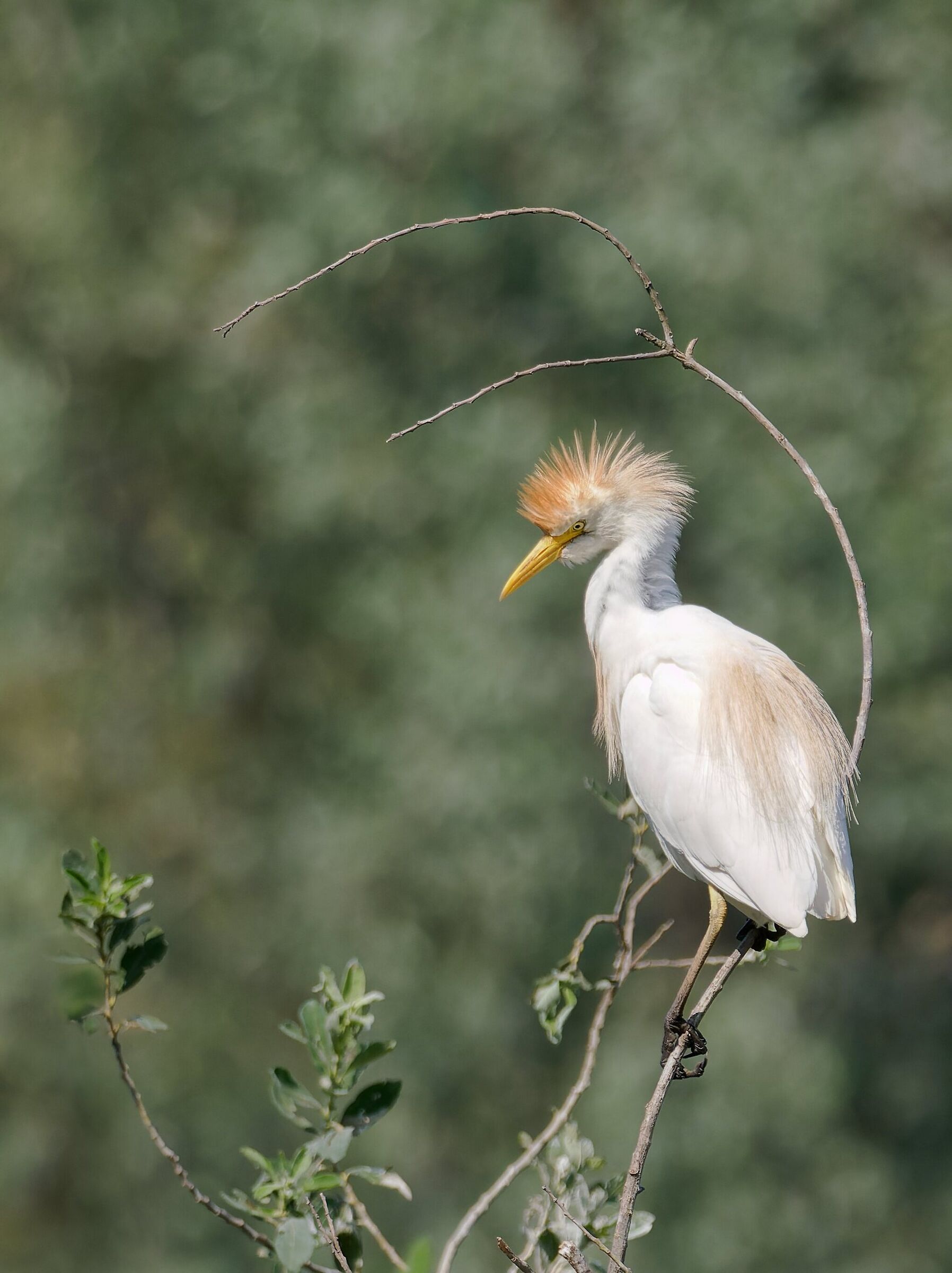 Cattle egret