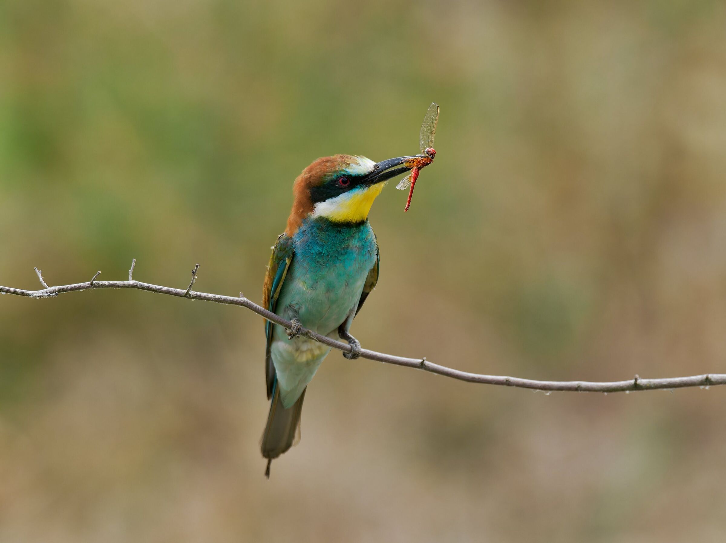 Bee-eater with prey