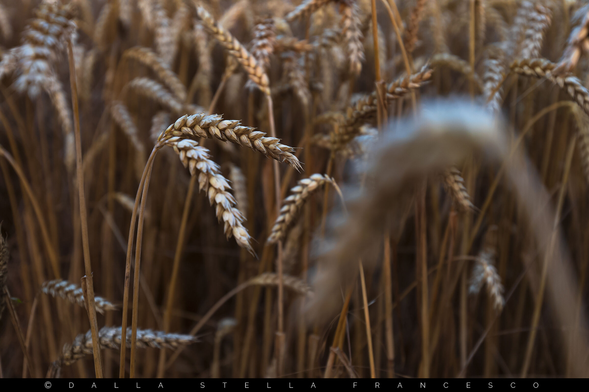 Le intramontabili spighe di frumento