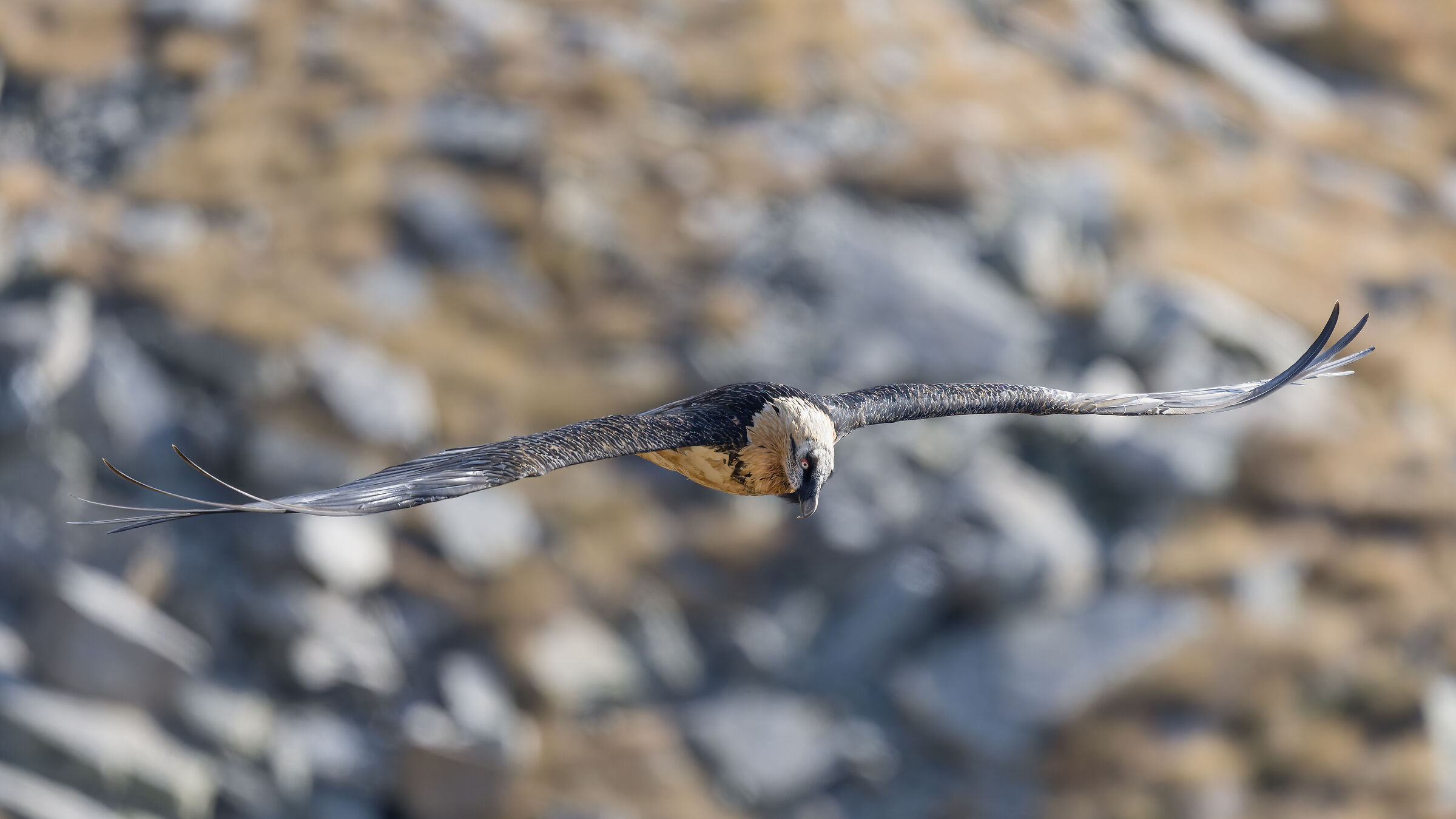 Gypaetus barbatus - Gran Paradiso National Park