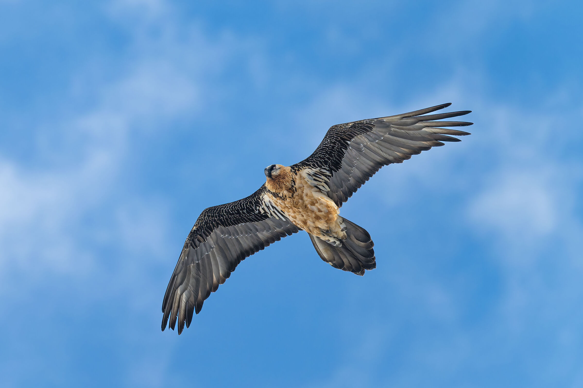 Gypaetus barbatus - Gran Paradiso National Park