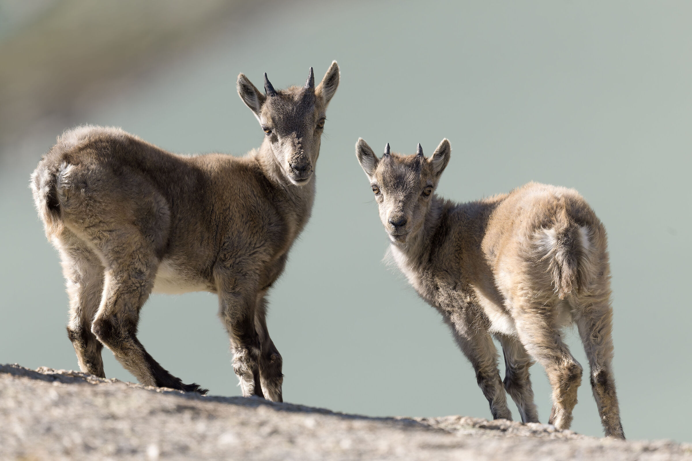 Ibex - Gran Paradiso National Park
