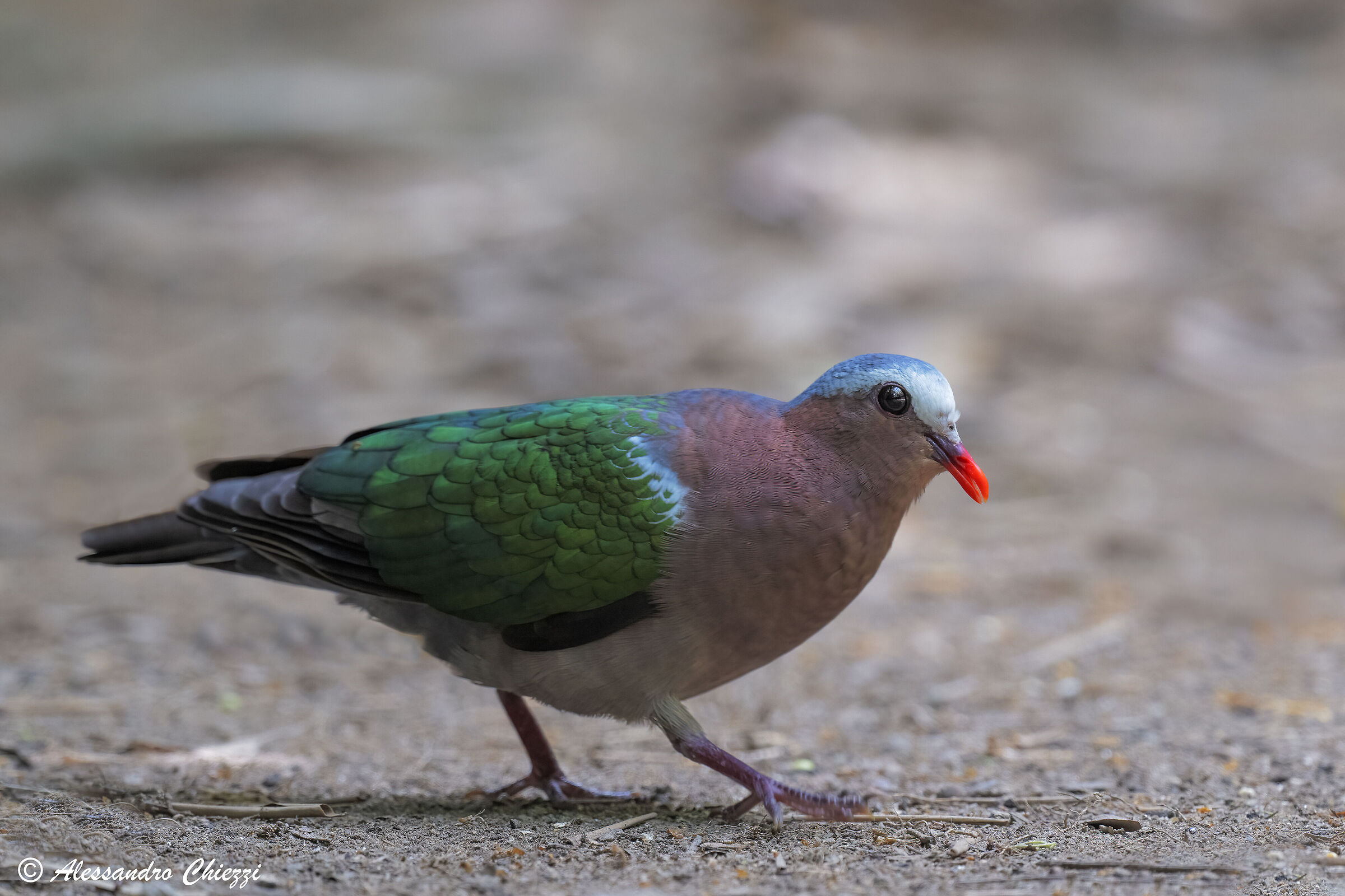 Emerald dove grey