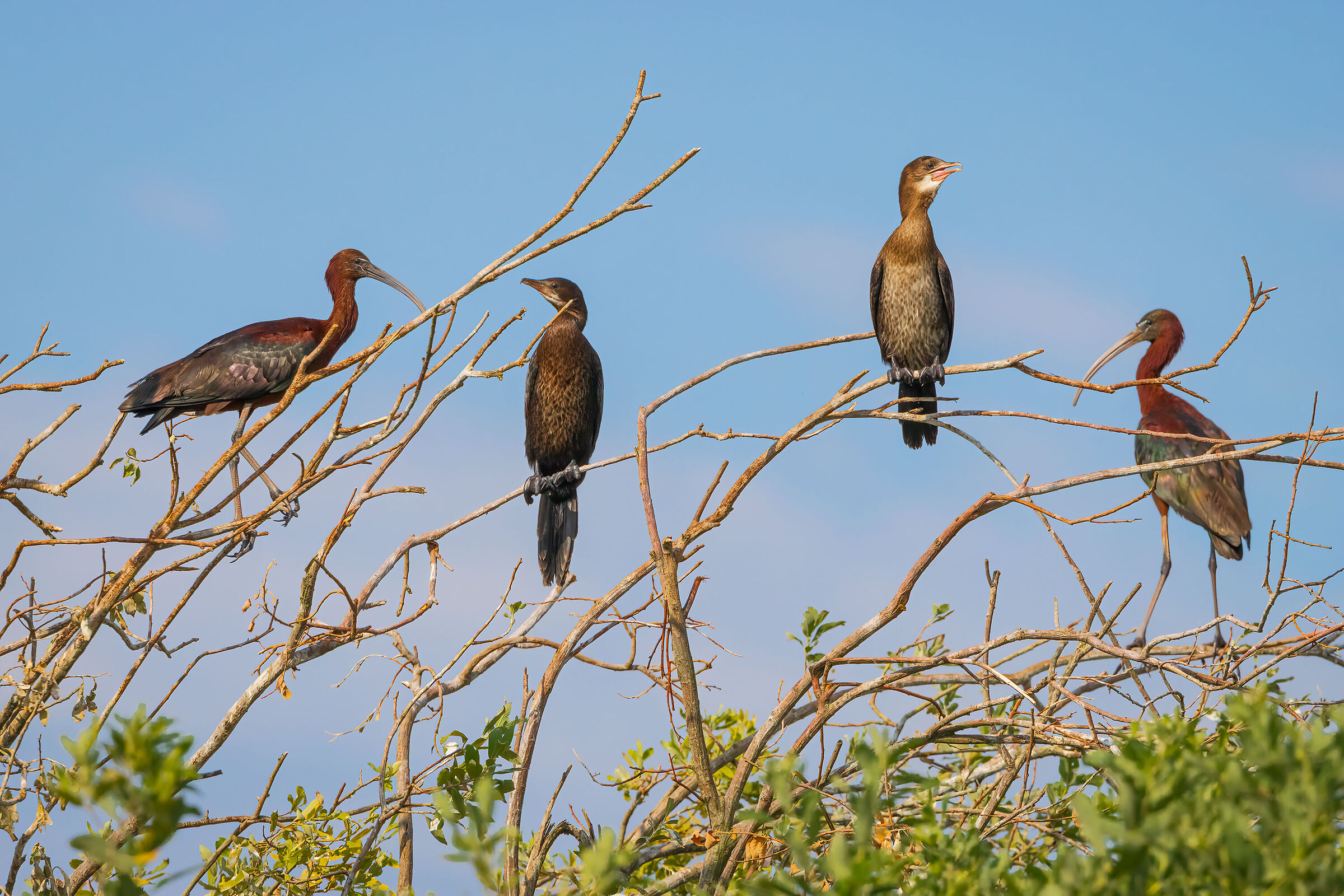 Marangoni e Mignattai