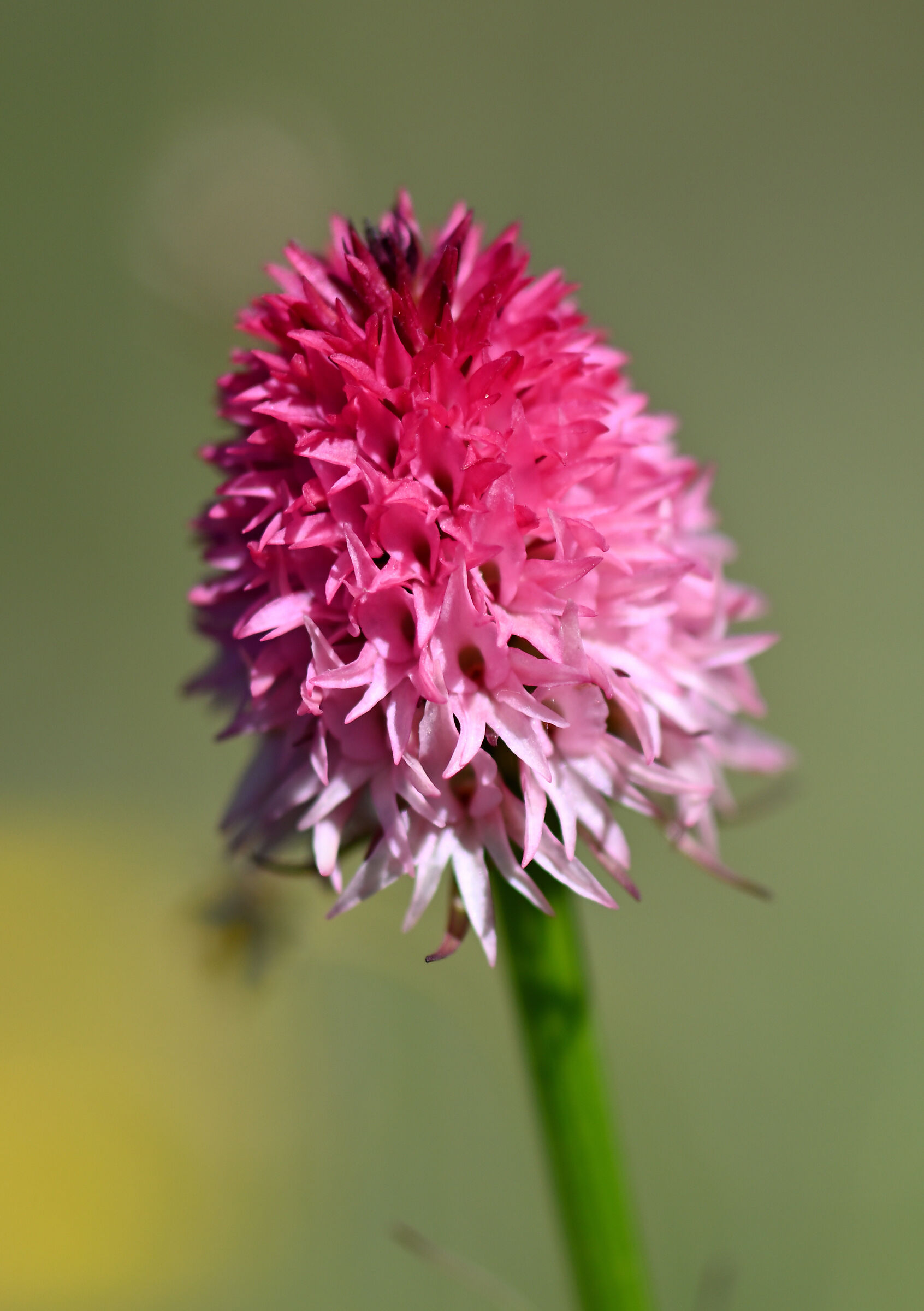 Nigritella corneliana