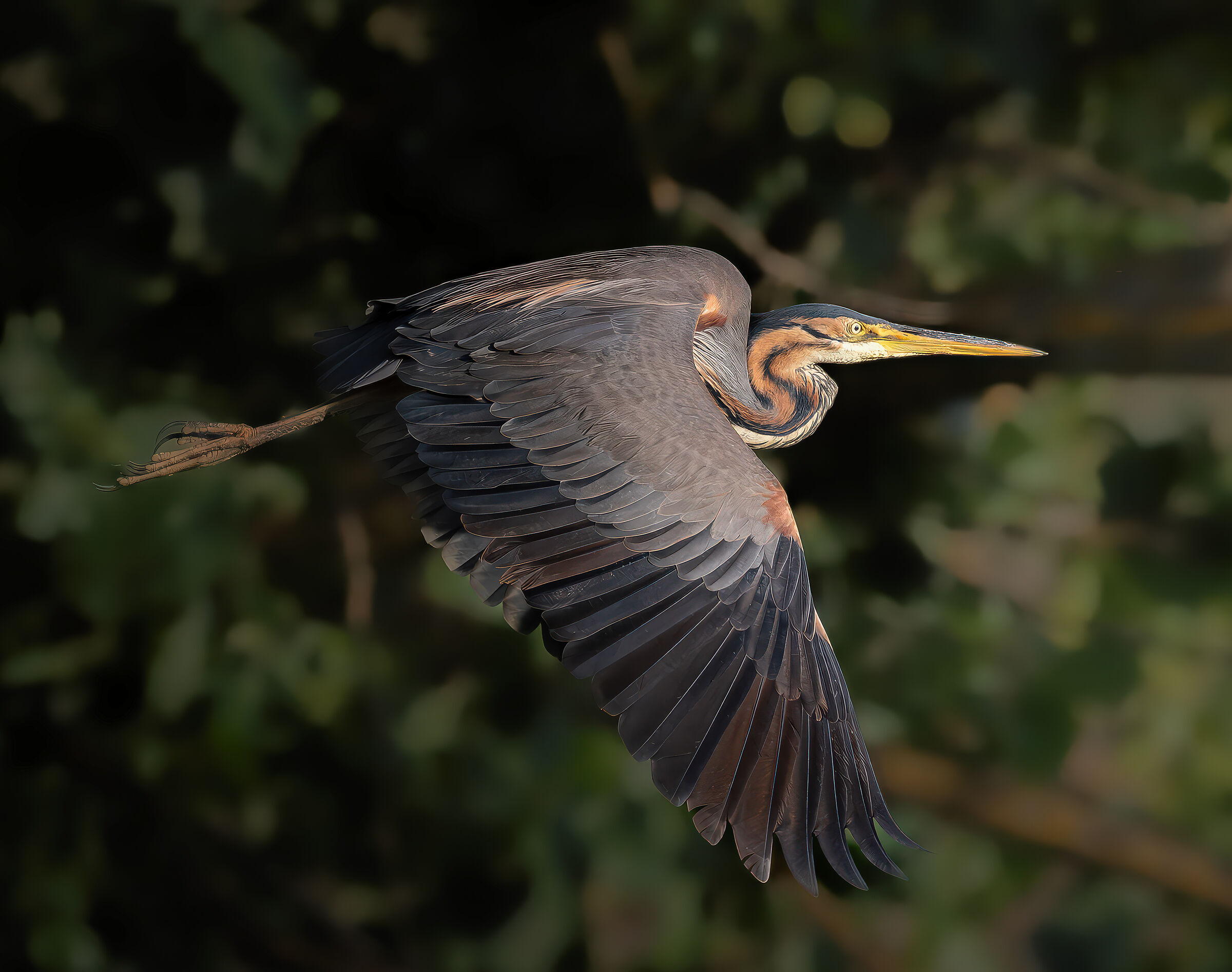 Purple Heron in flight