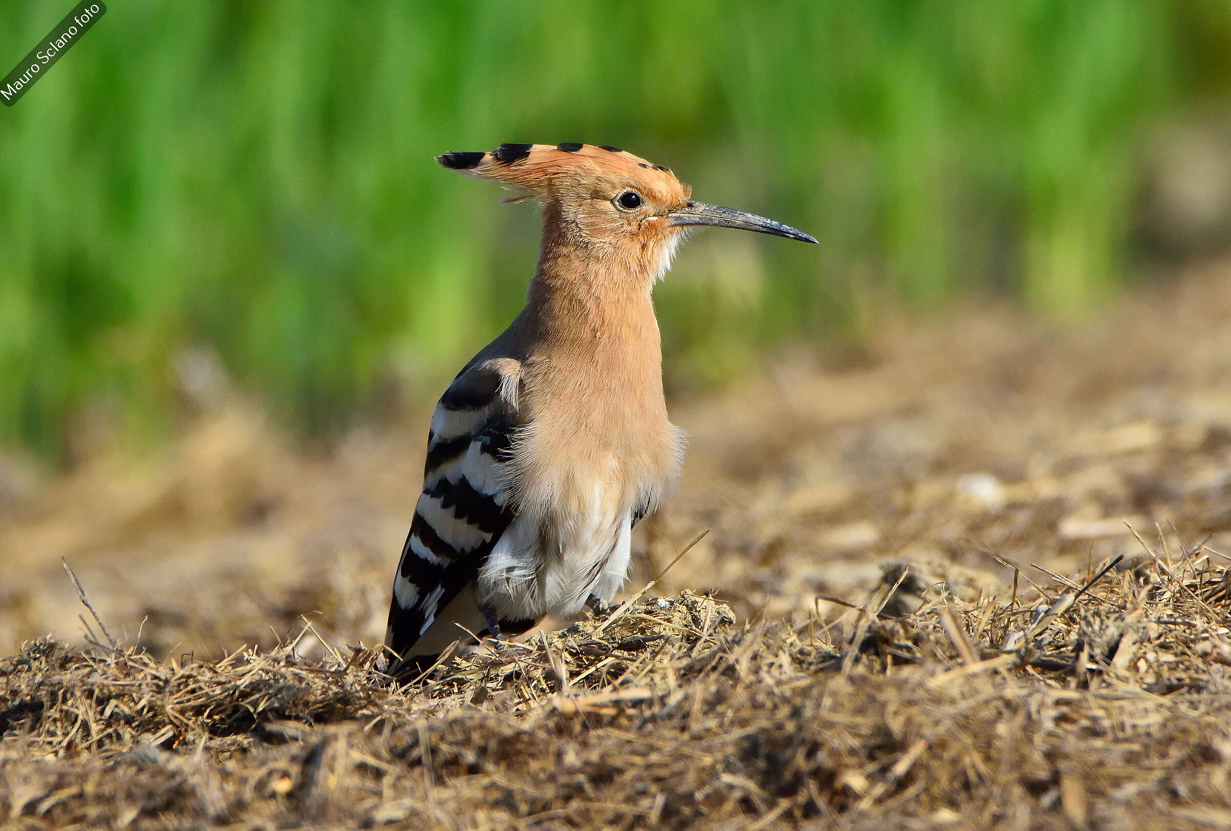 Hoopoe
