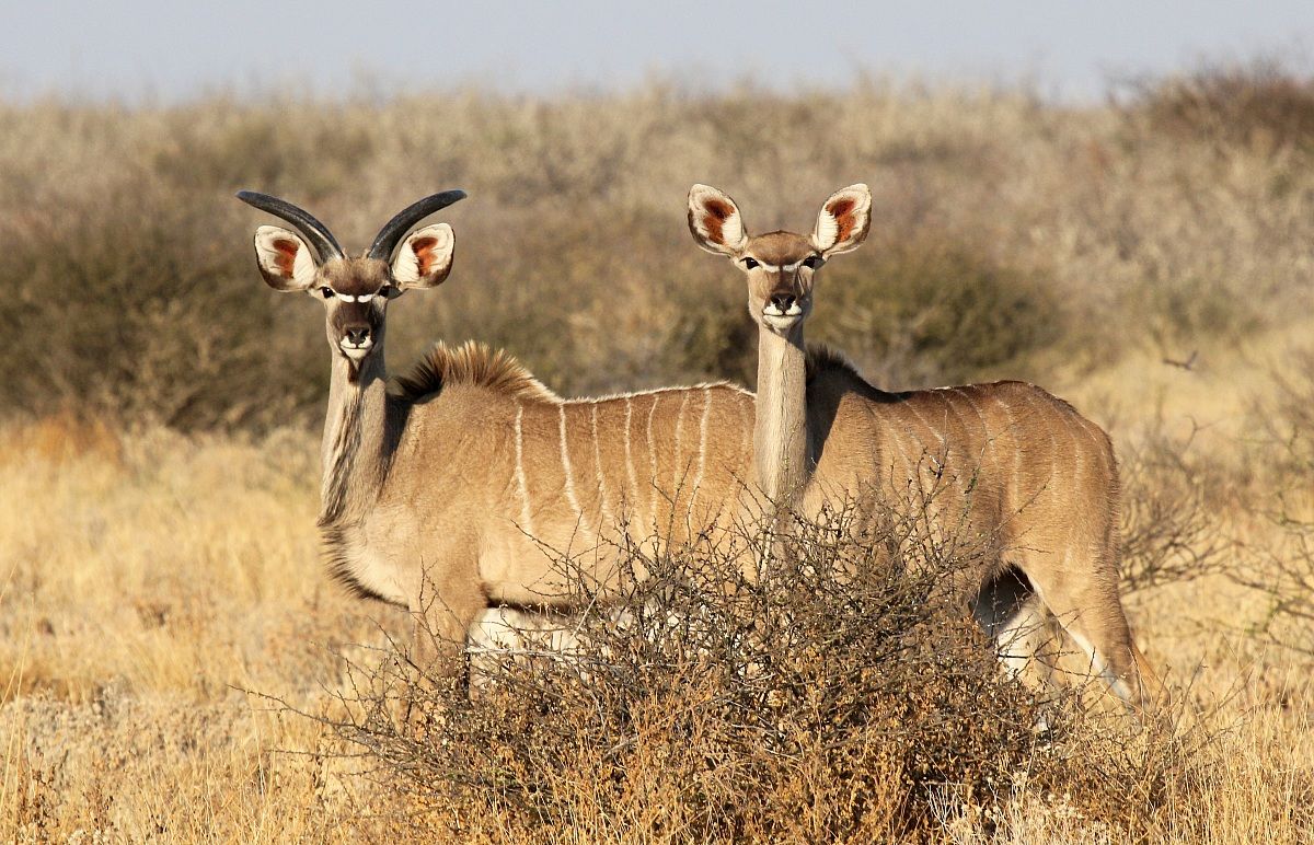 Sguardo di kudu
