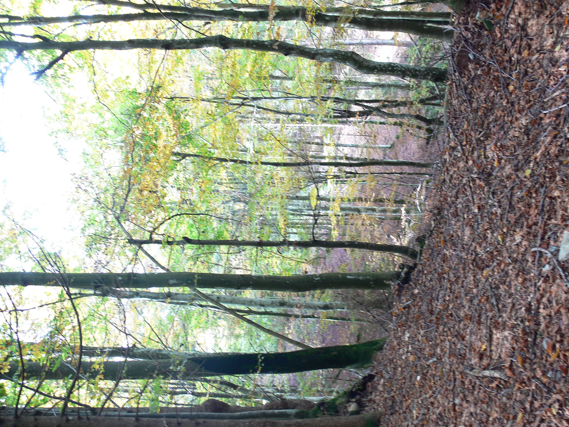 Among the bare trees