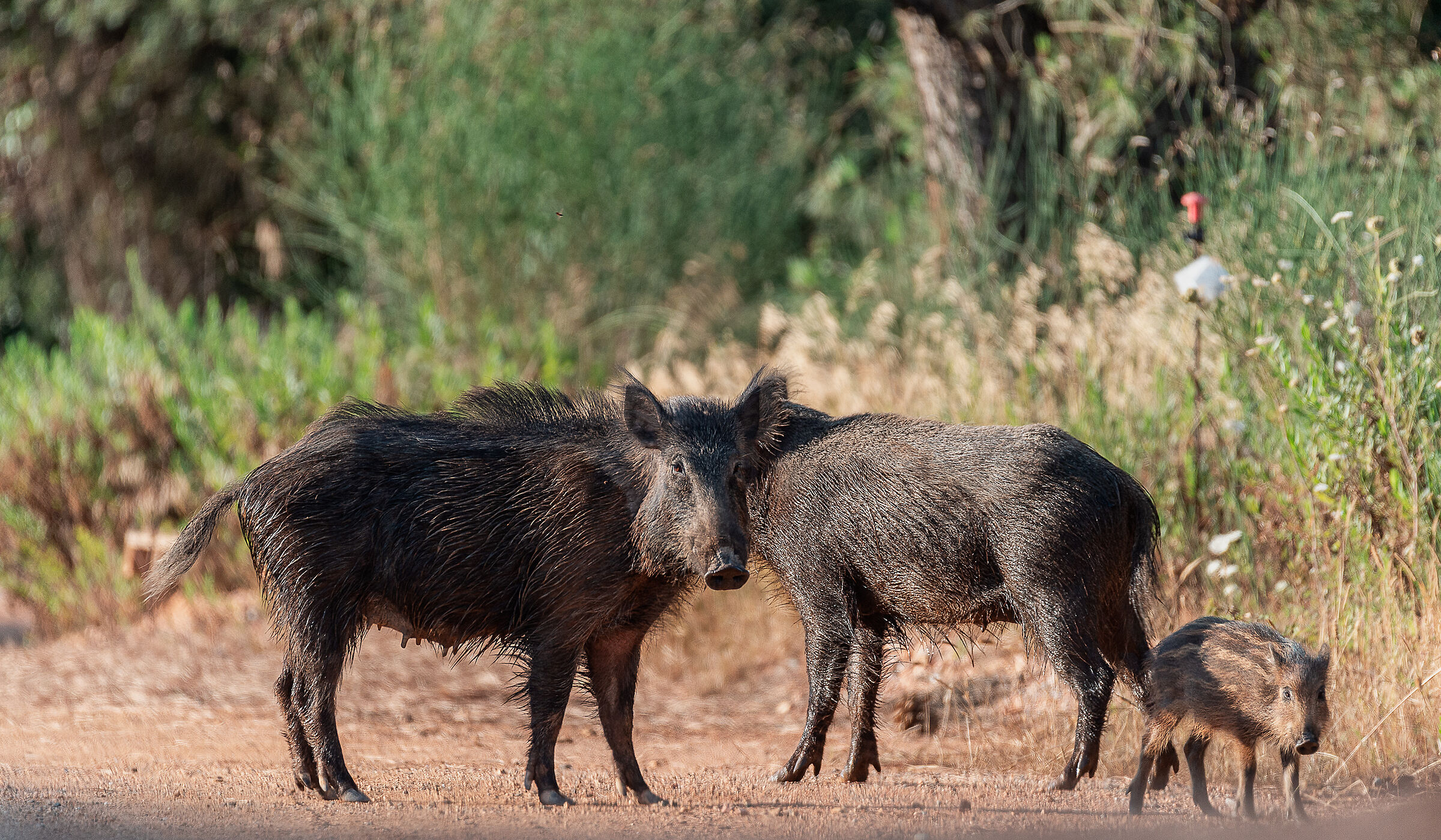 Wild boar