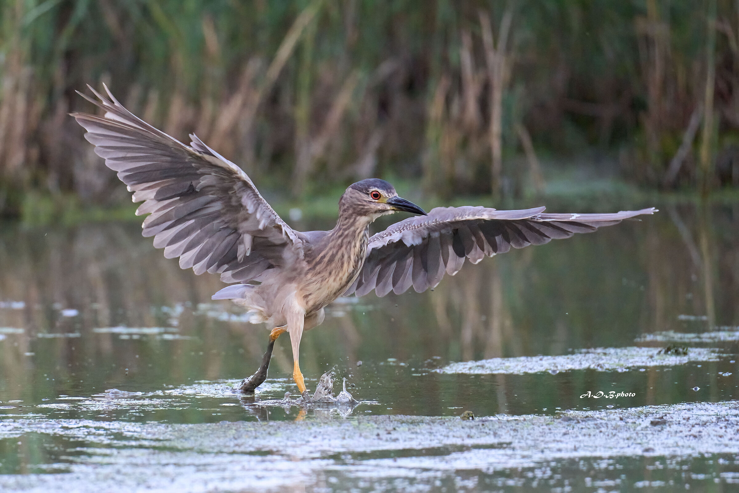 Nitticora prende il volo