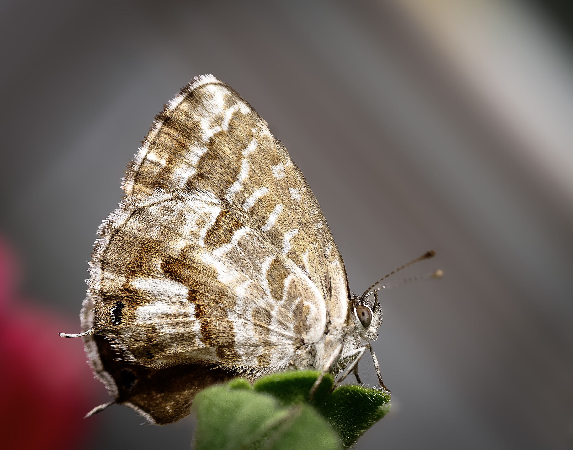 Cacyreus marshalli