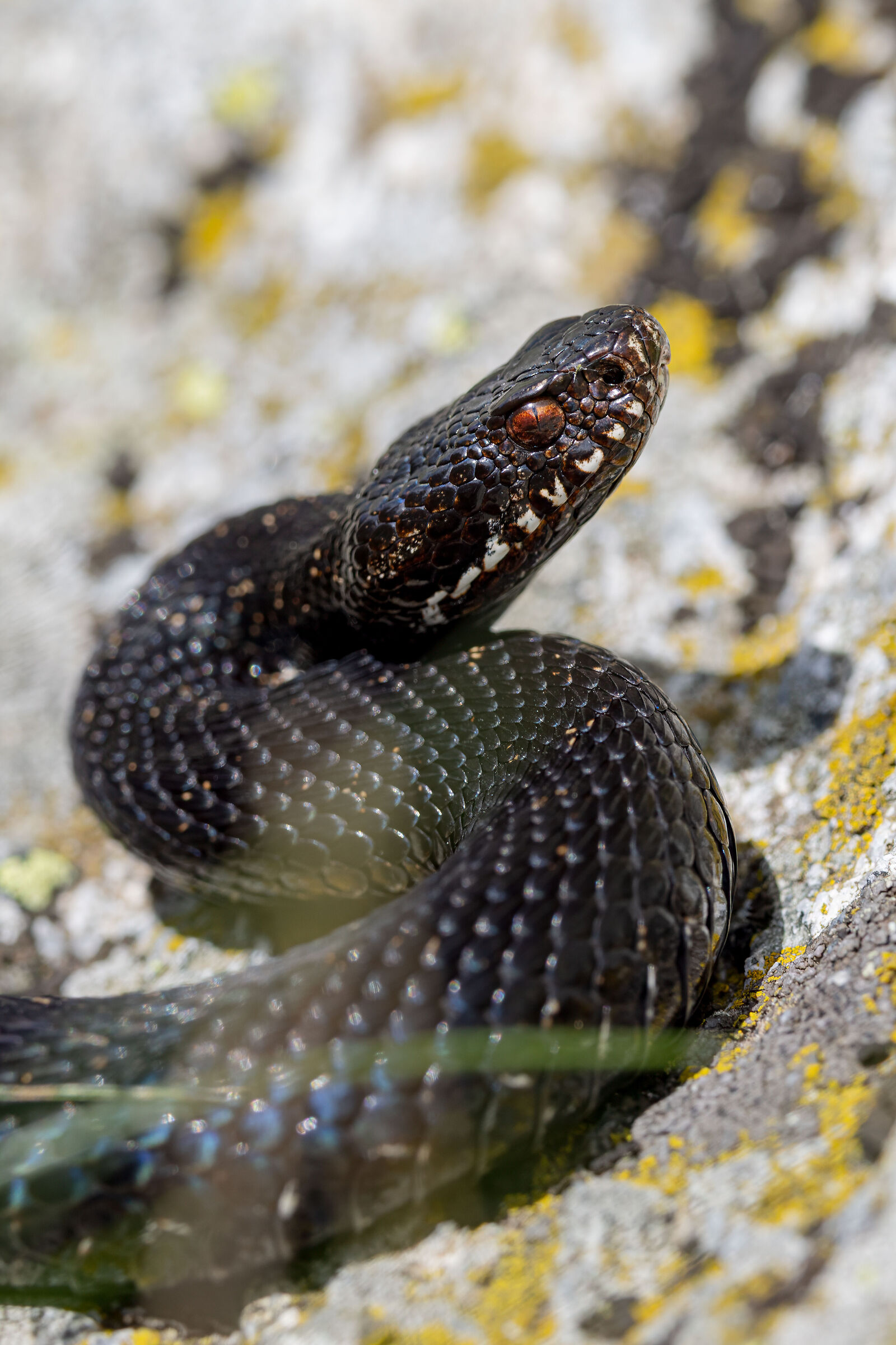melanistic marasso