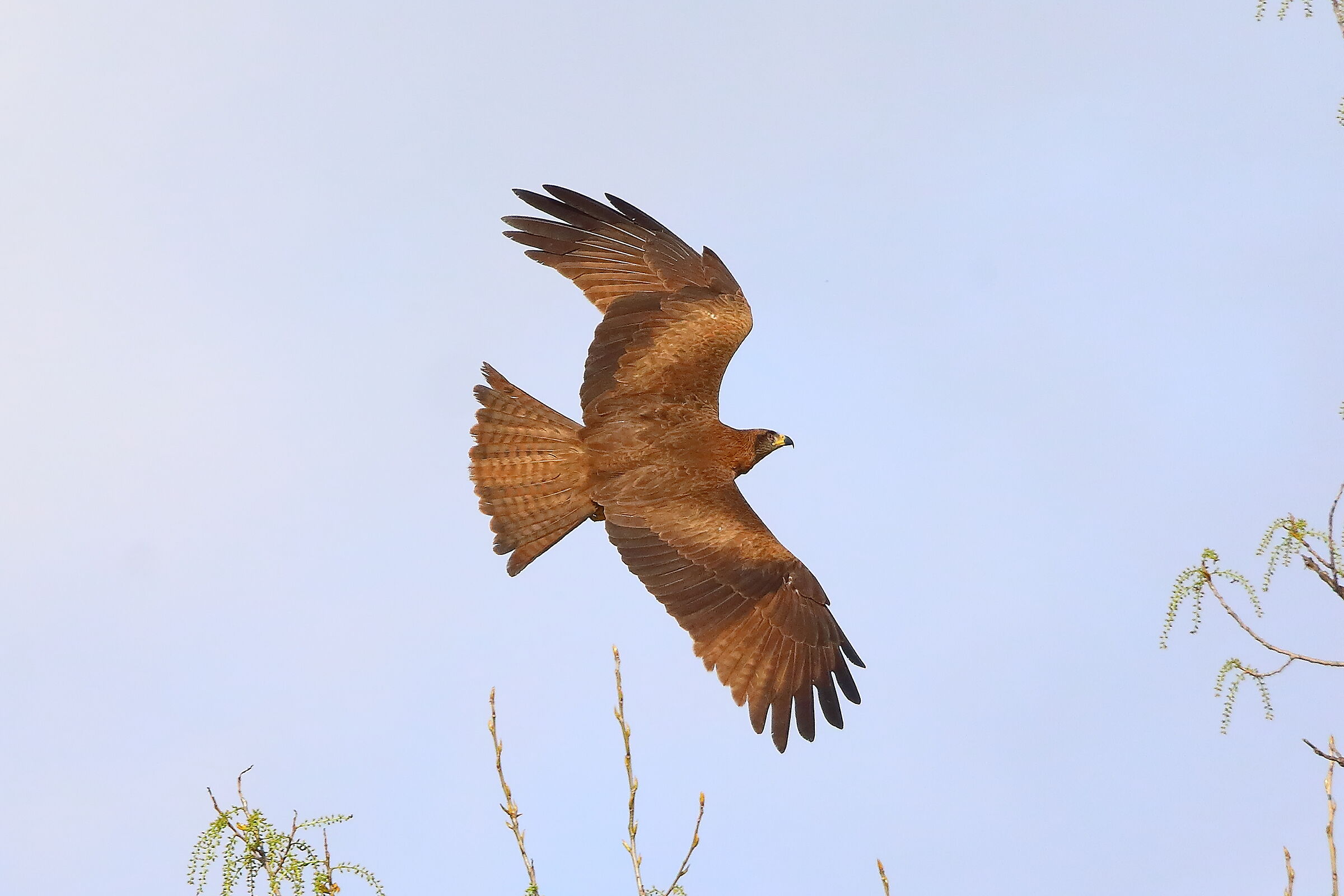 Nibbio bruno 29 marzo 2025 - 0174