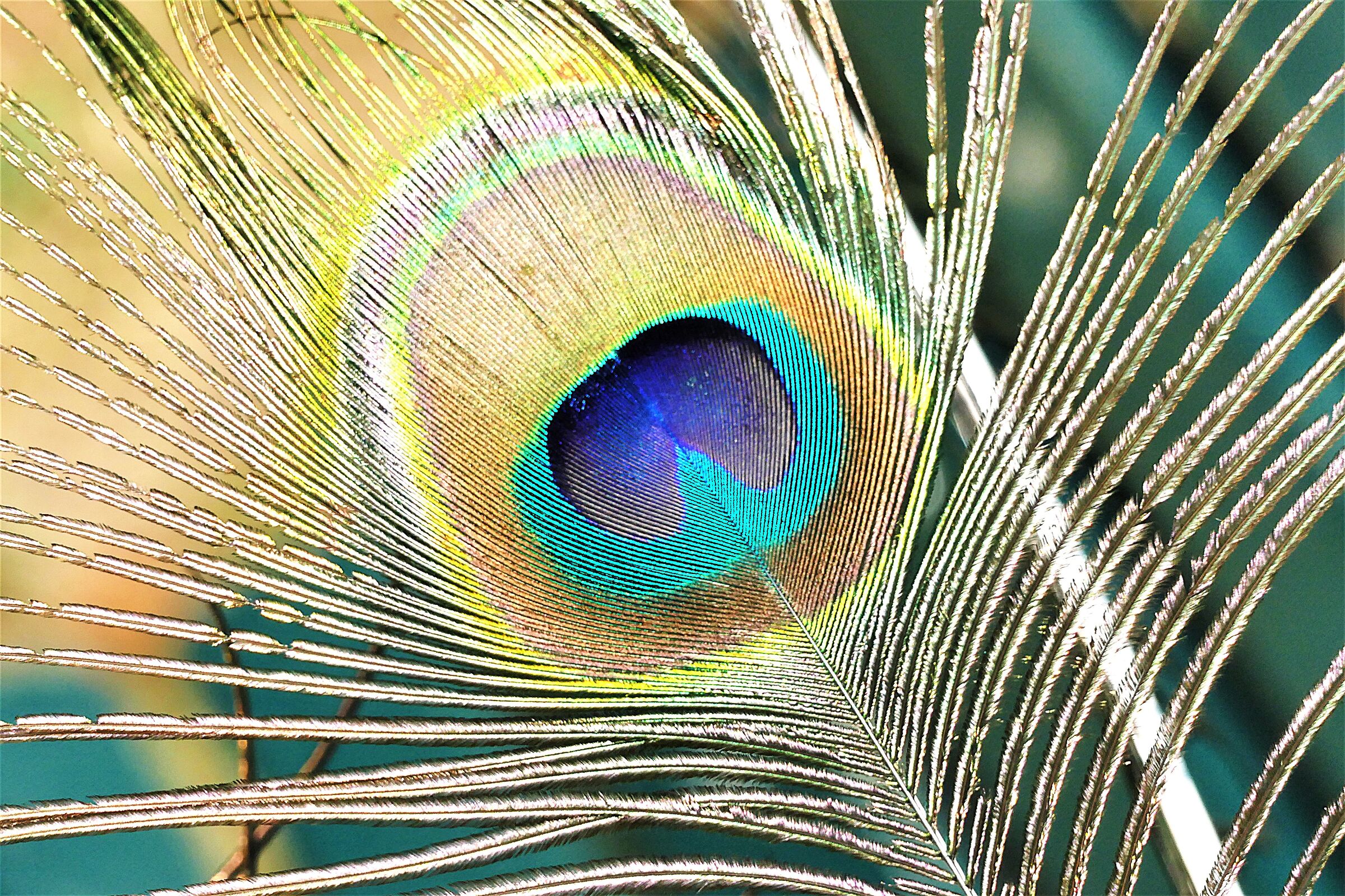 eye