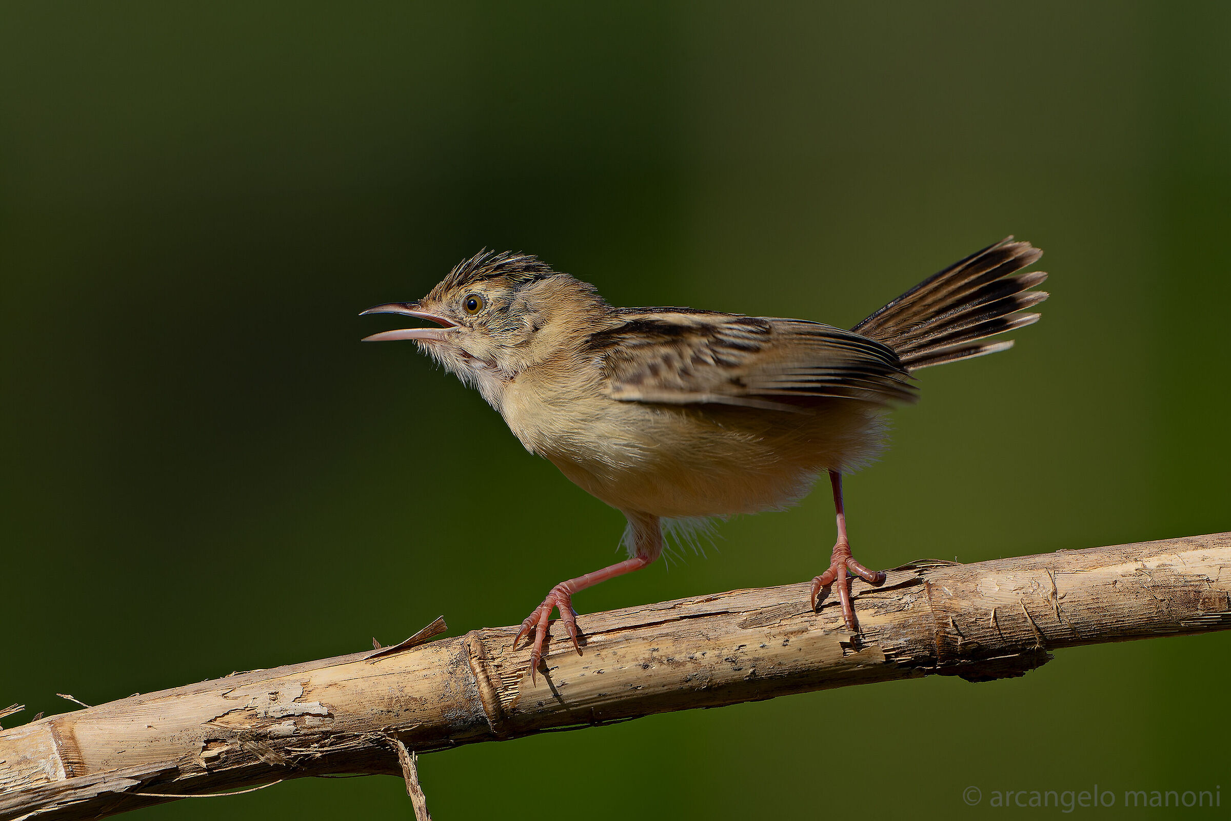 Il microscopico beccamoschino