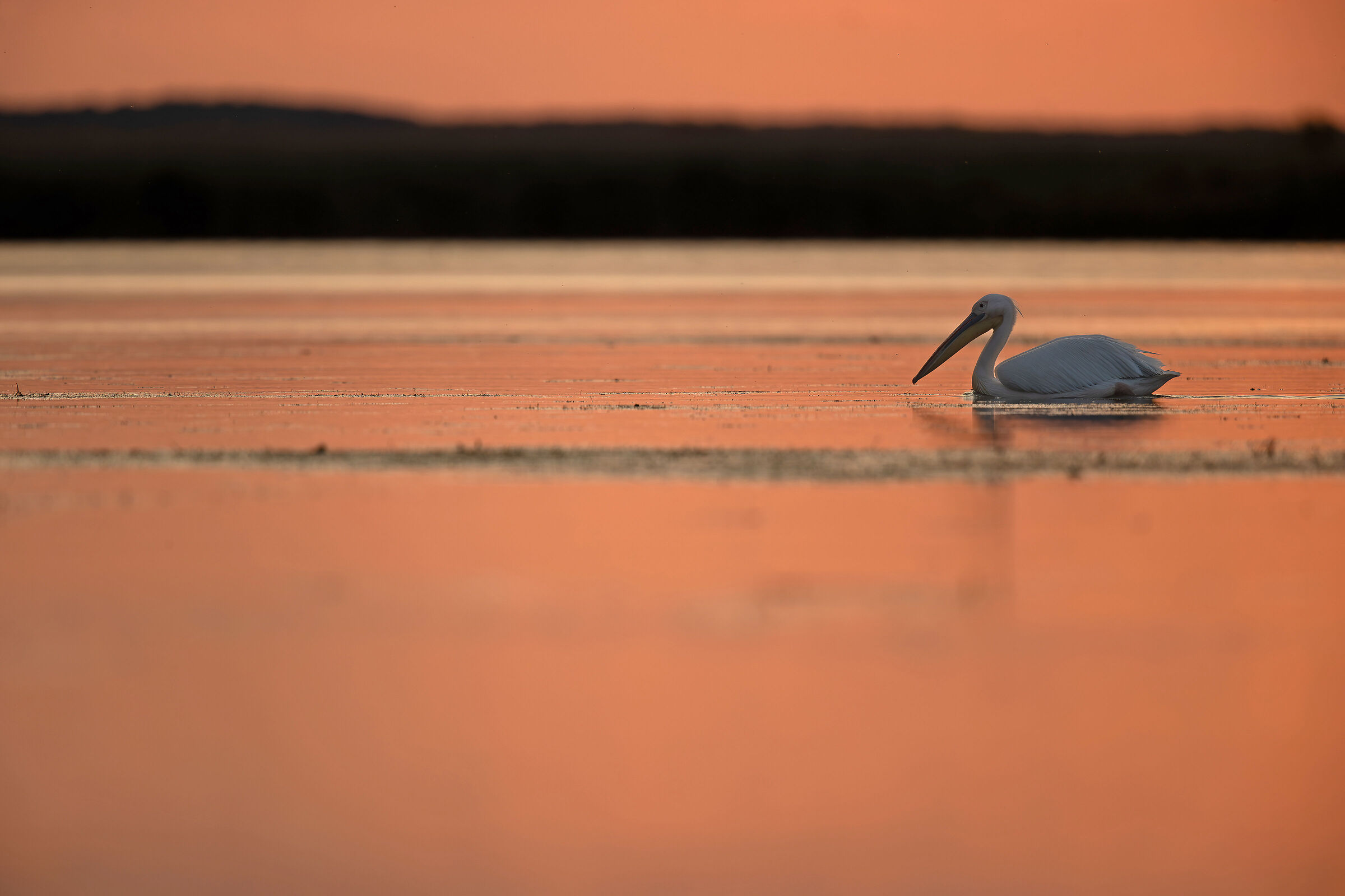 Il bel Danubio rosa...