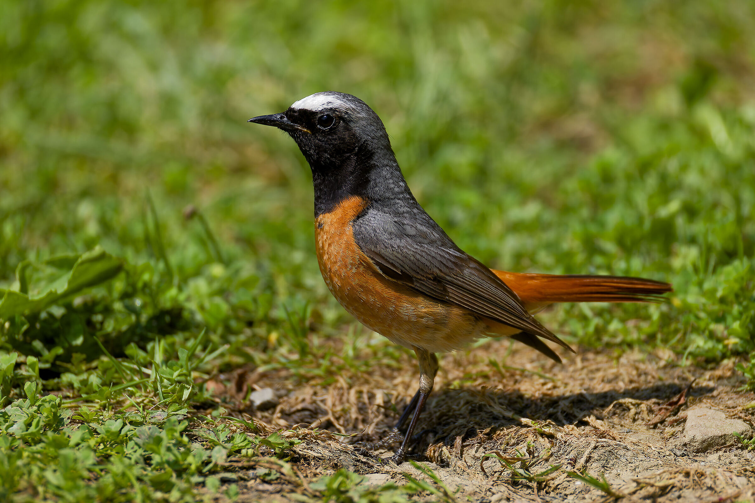 Redstart