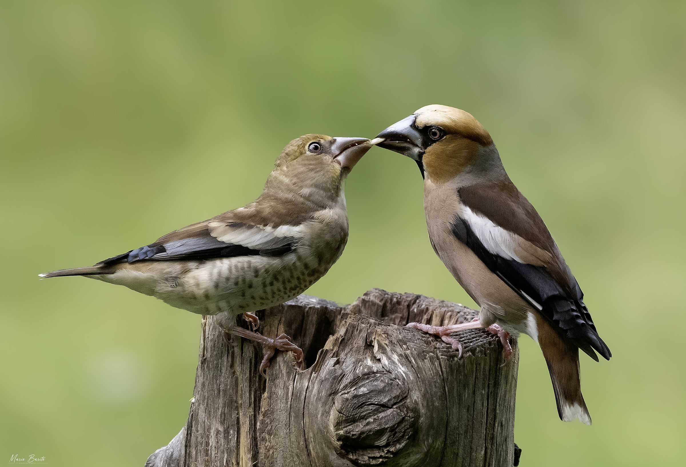 Hawfinches Father feeding his son .. Photos from my hut