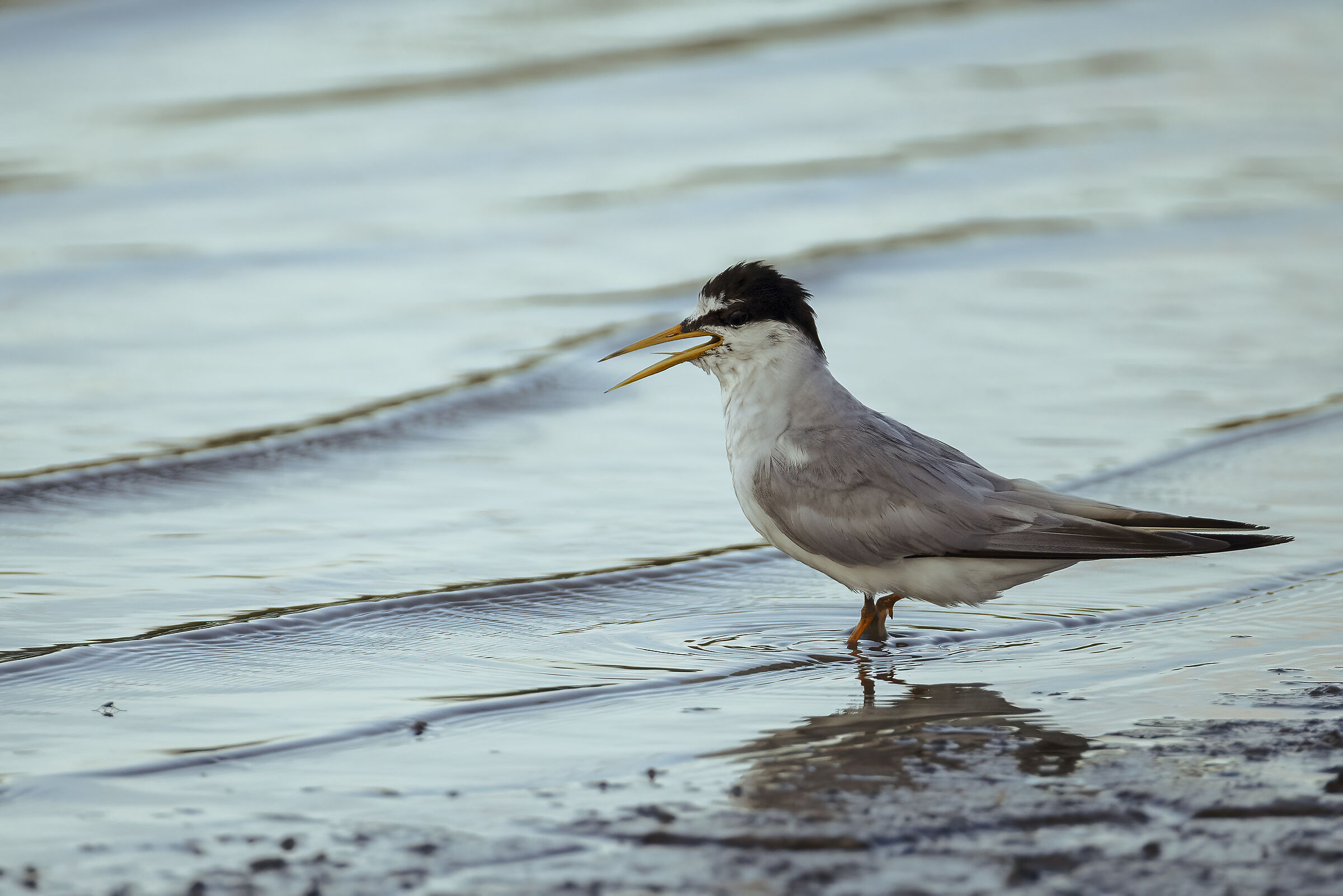 Little tern